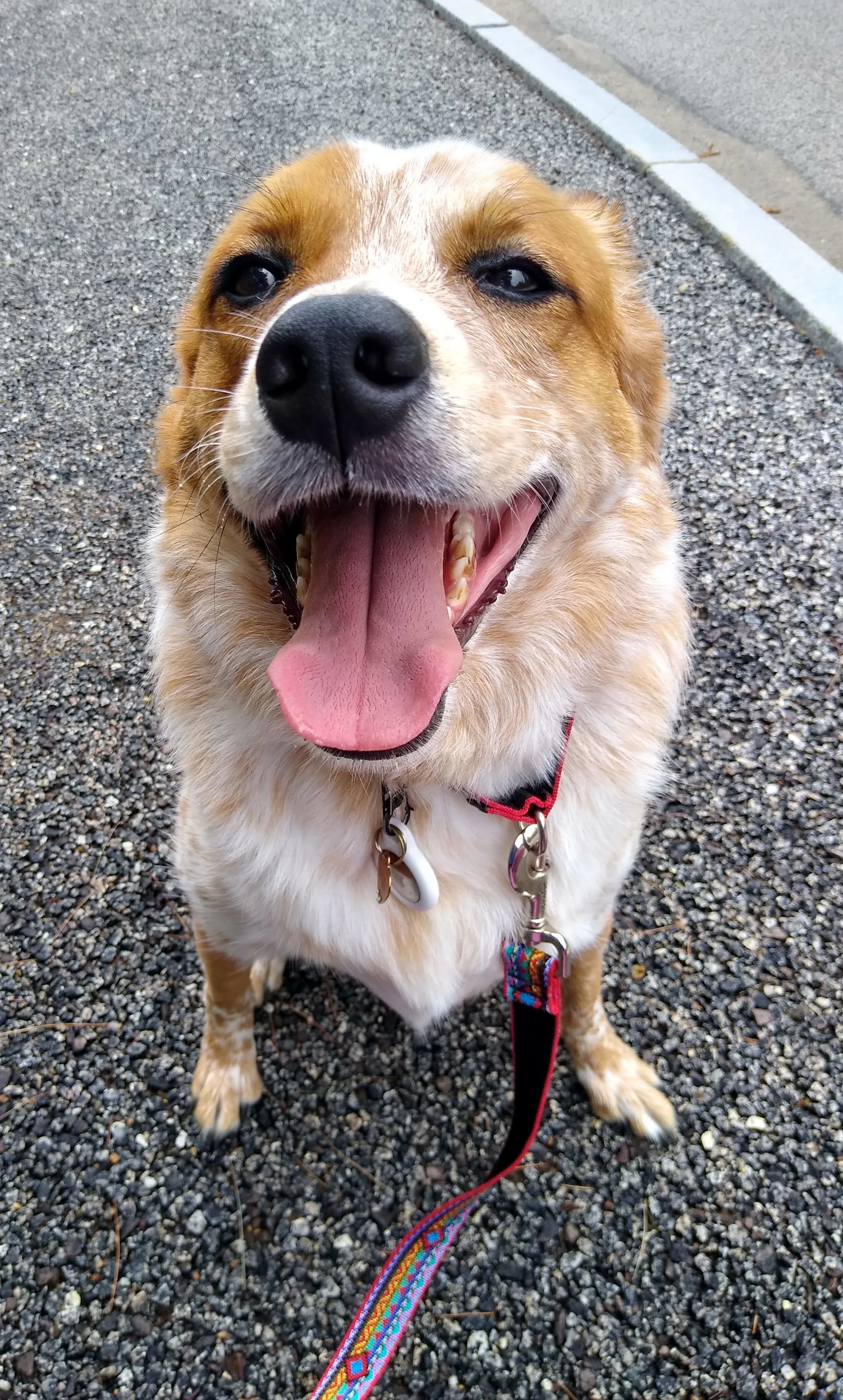 A pet in Rose's care