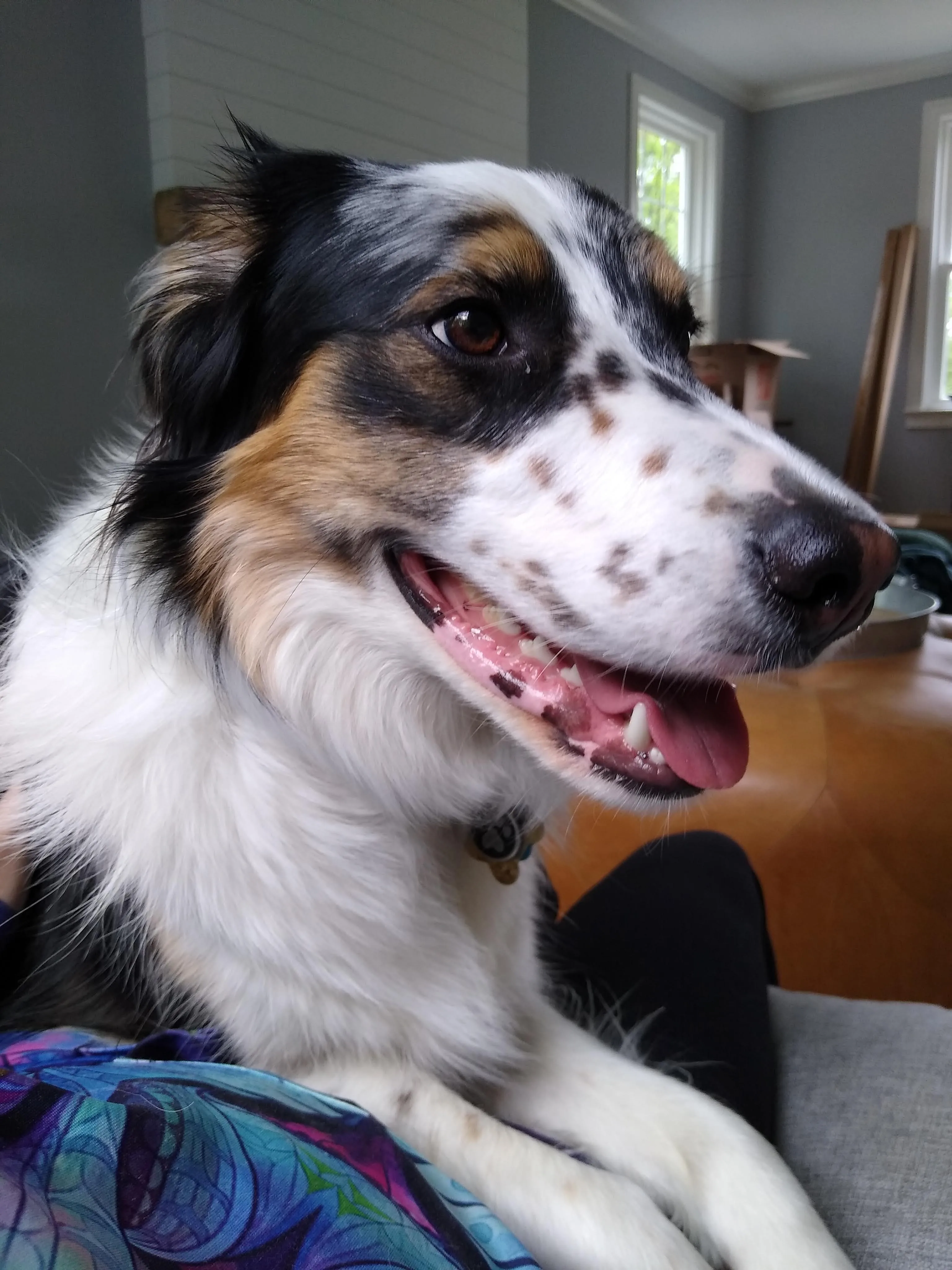 A pet in Rose's care