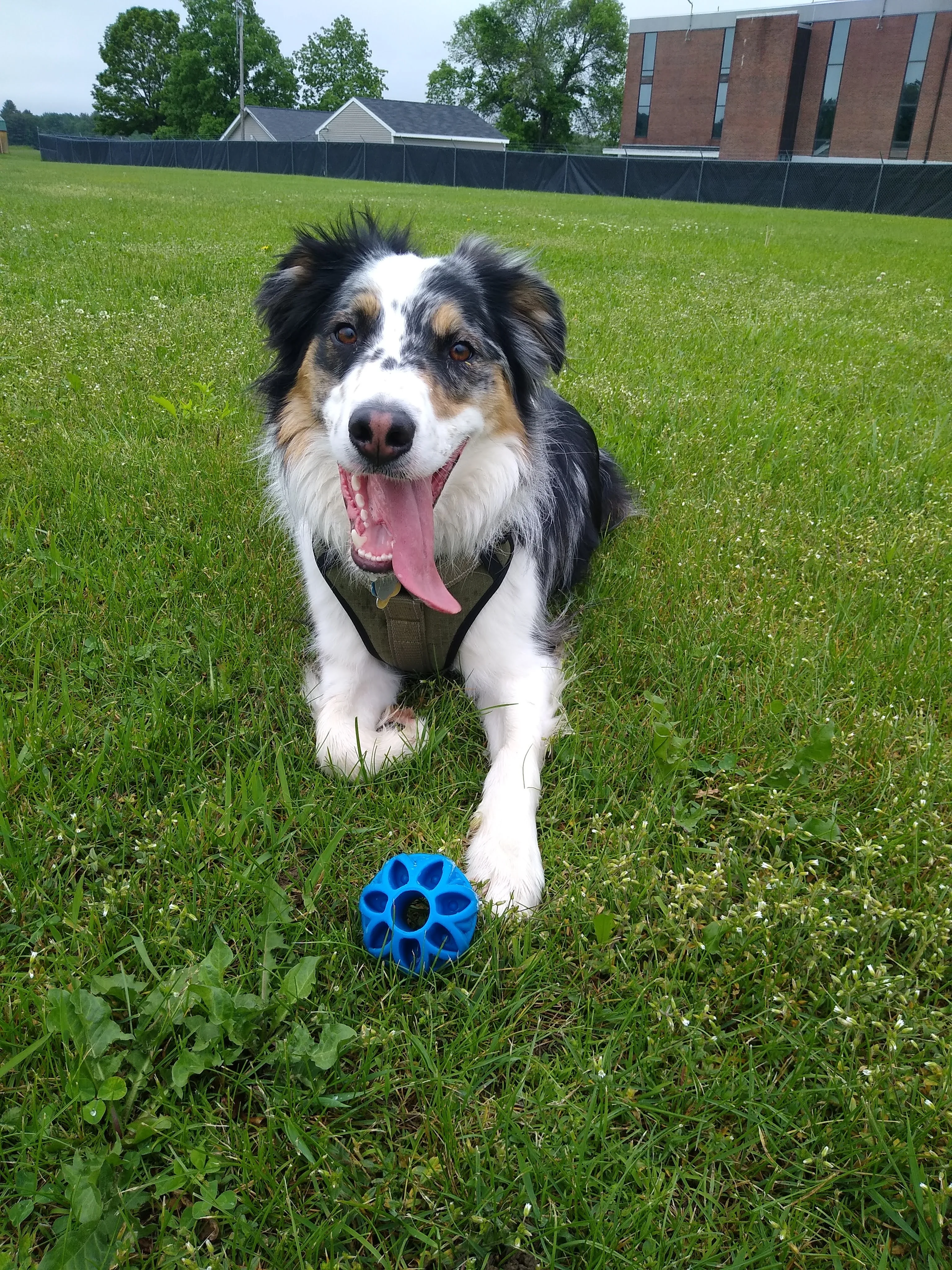 A pet in Rose's care