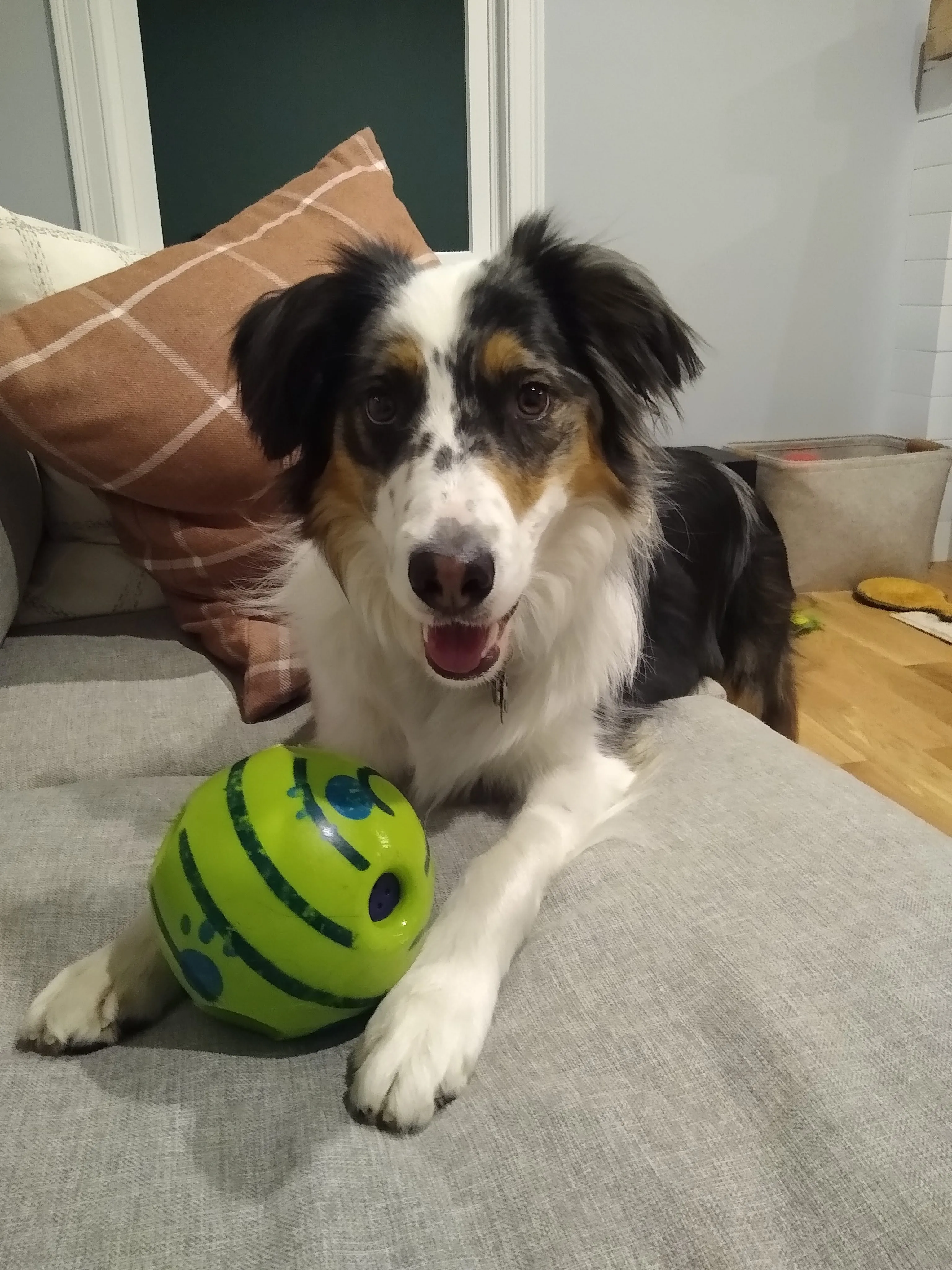 A pet in Rose's care