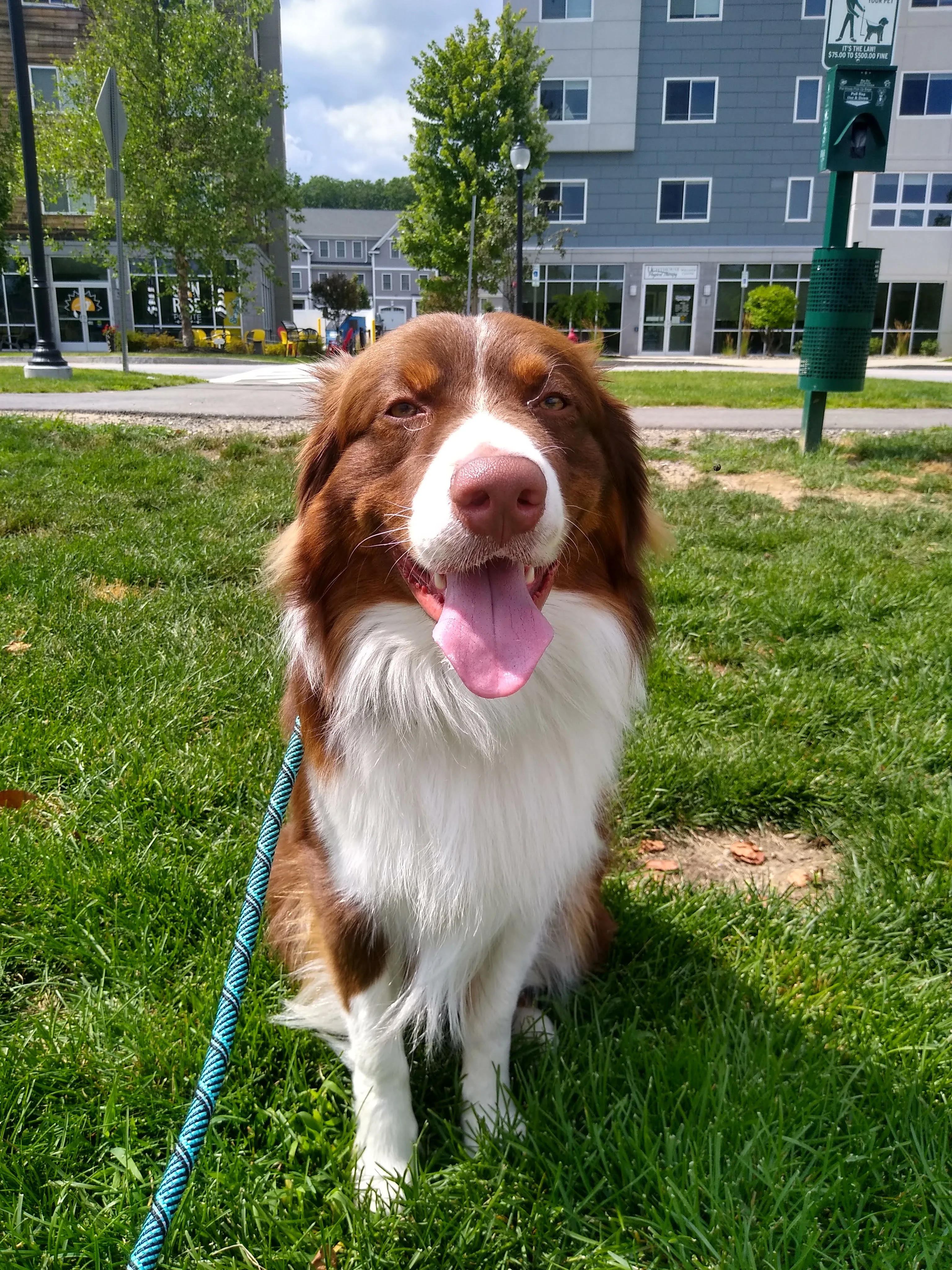 A pet in Rose's care