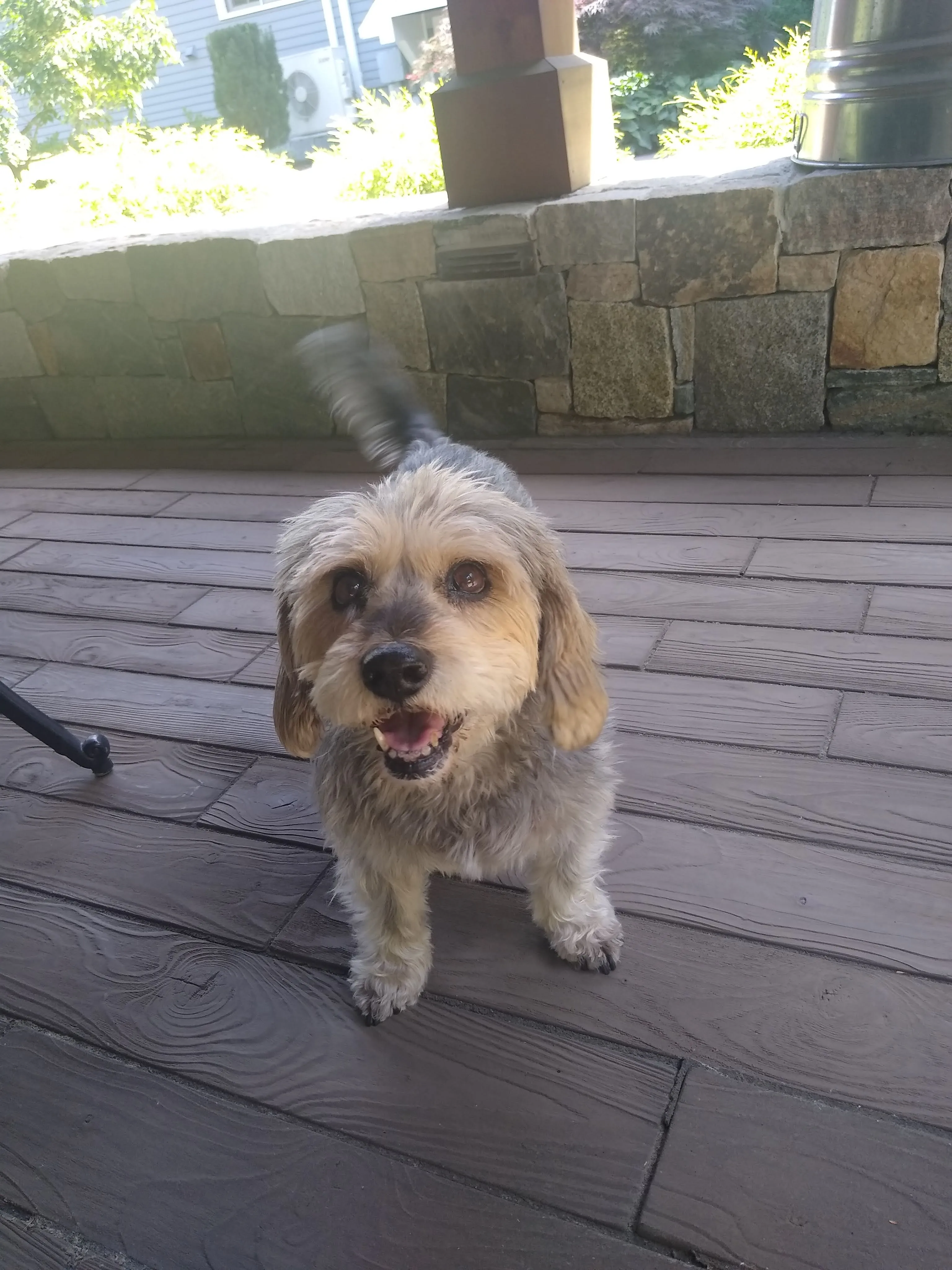 A pet in Rose's care