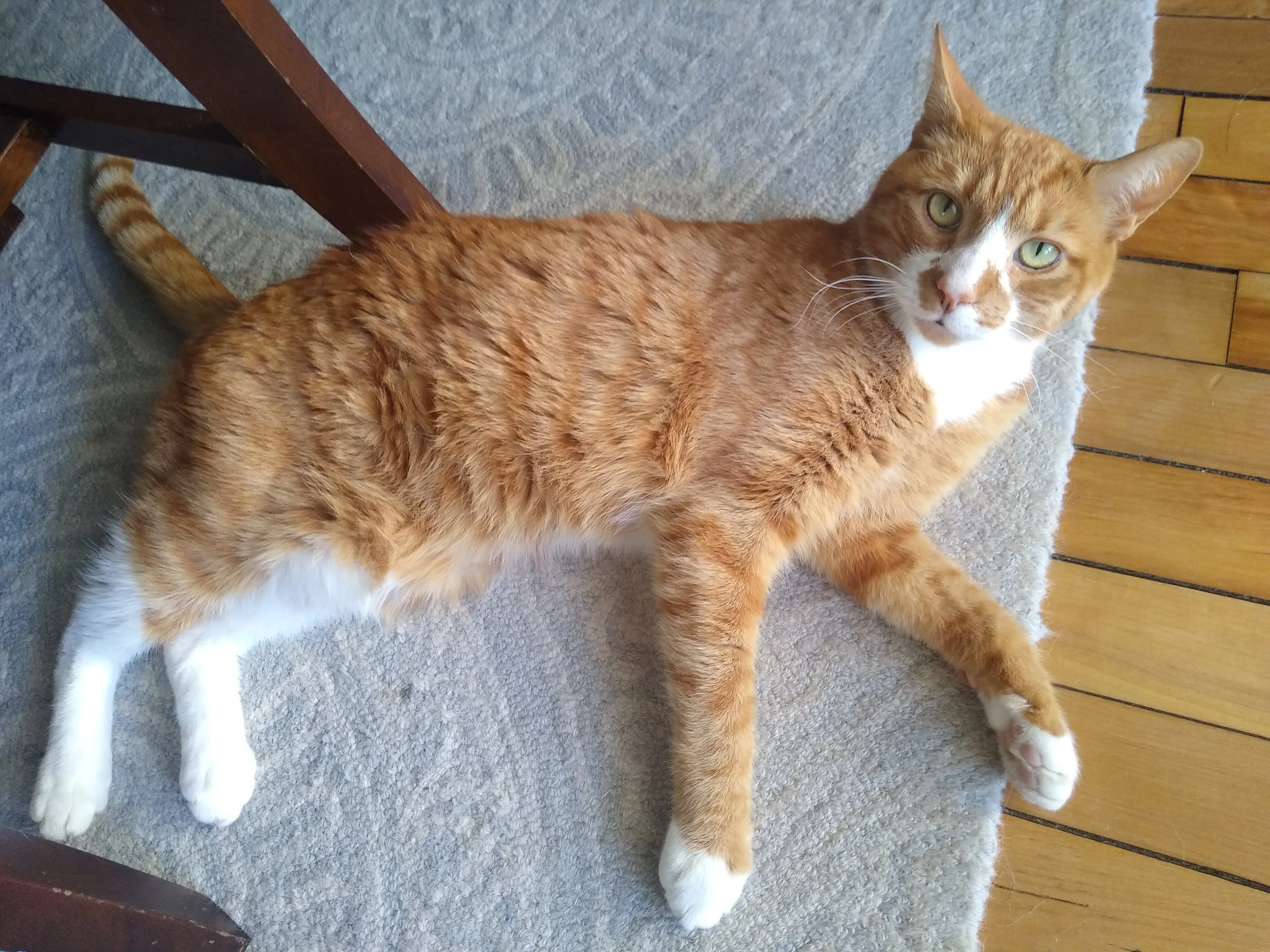 A pet in Rose's care