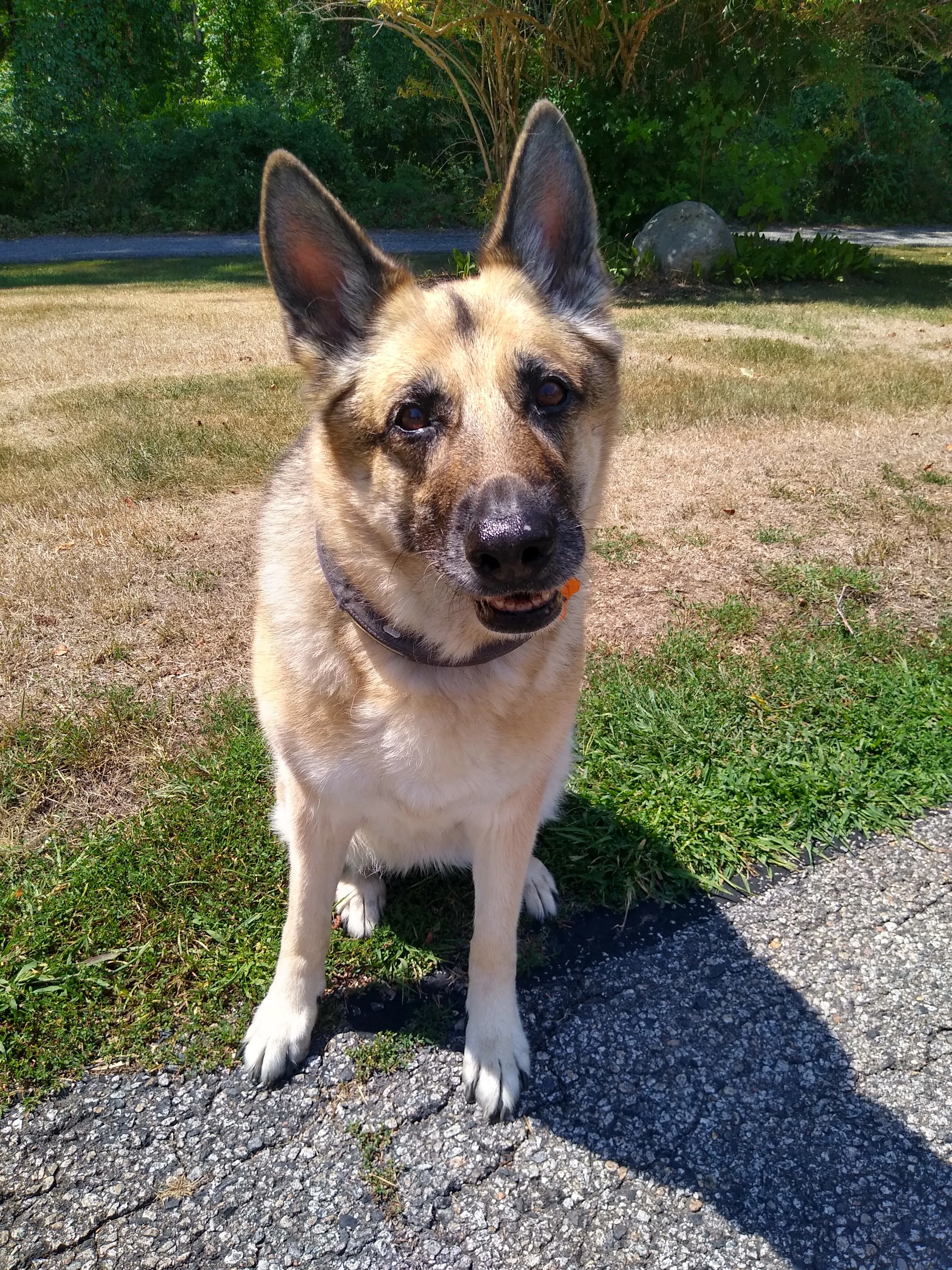 A pet in Rose's care