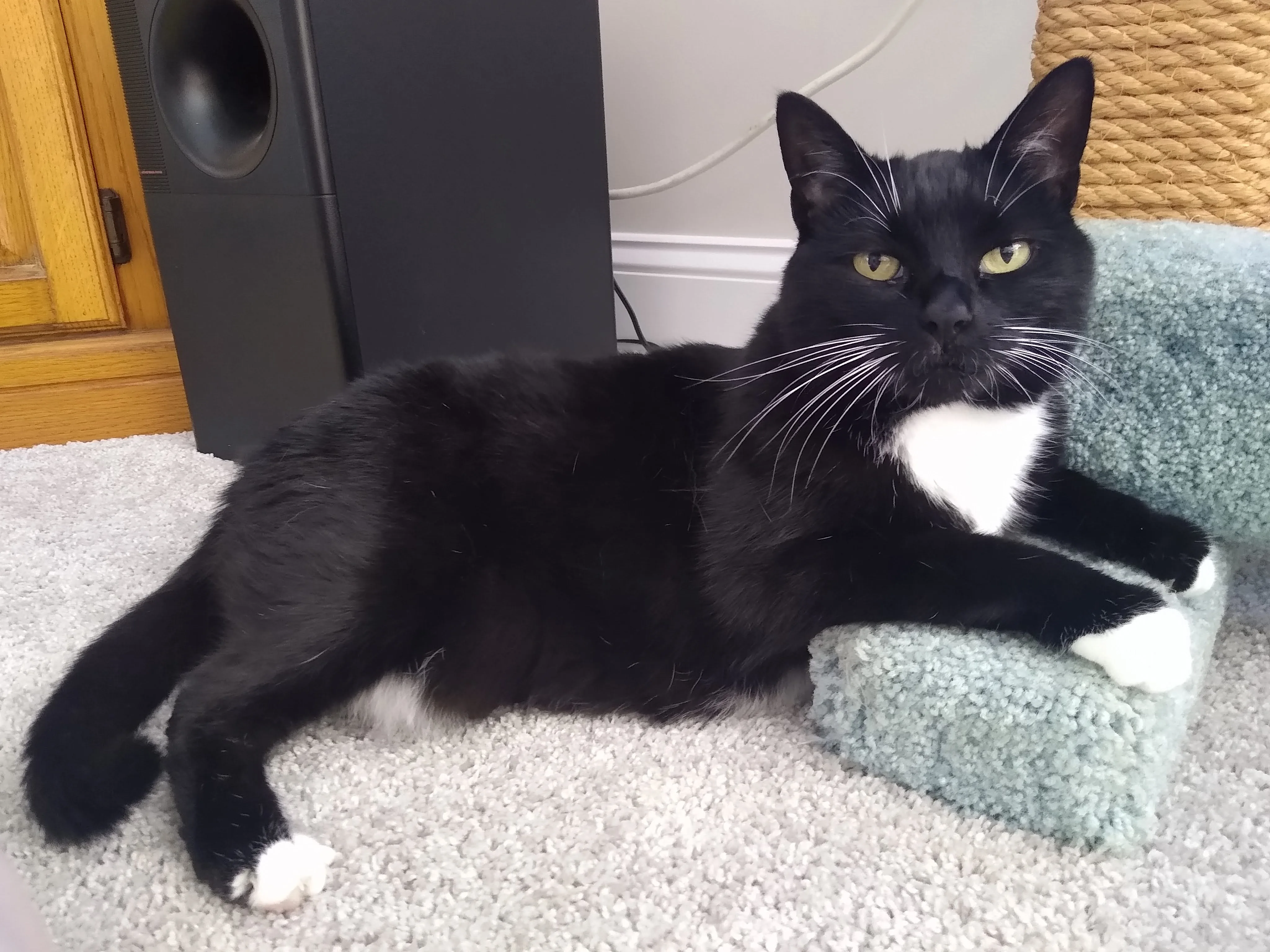 A pet in Rose's care