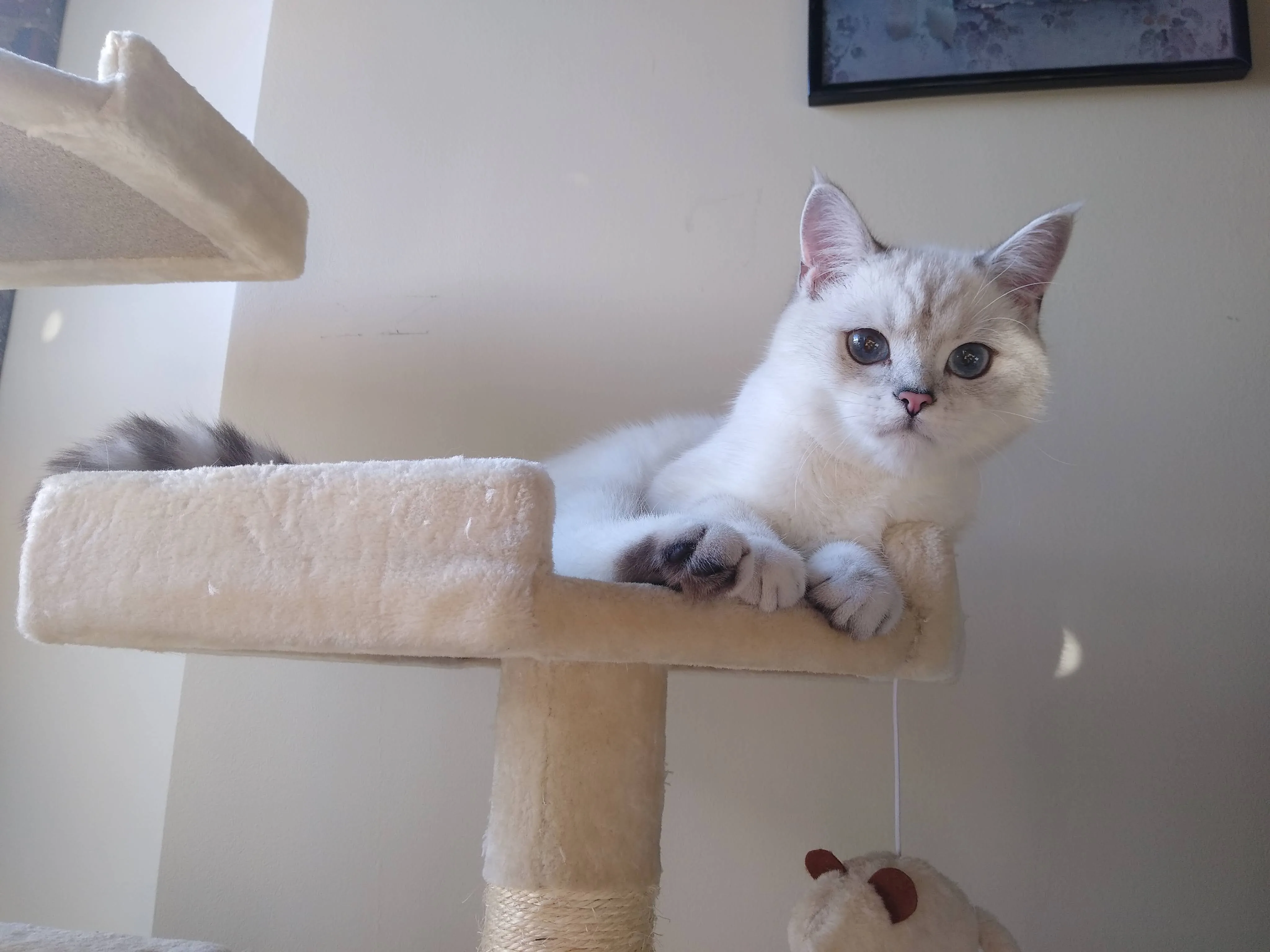 A pet in Rose's care