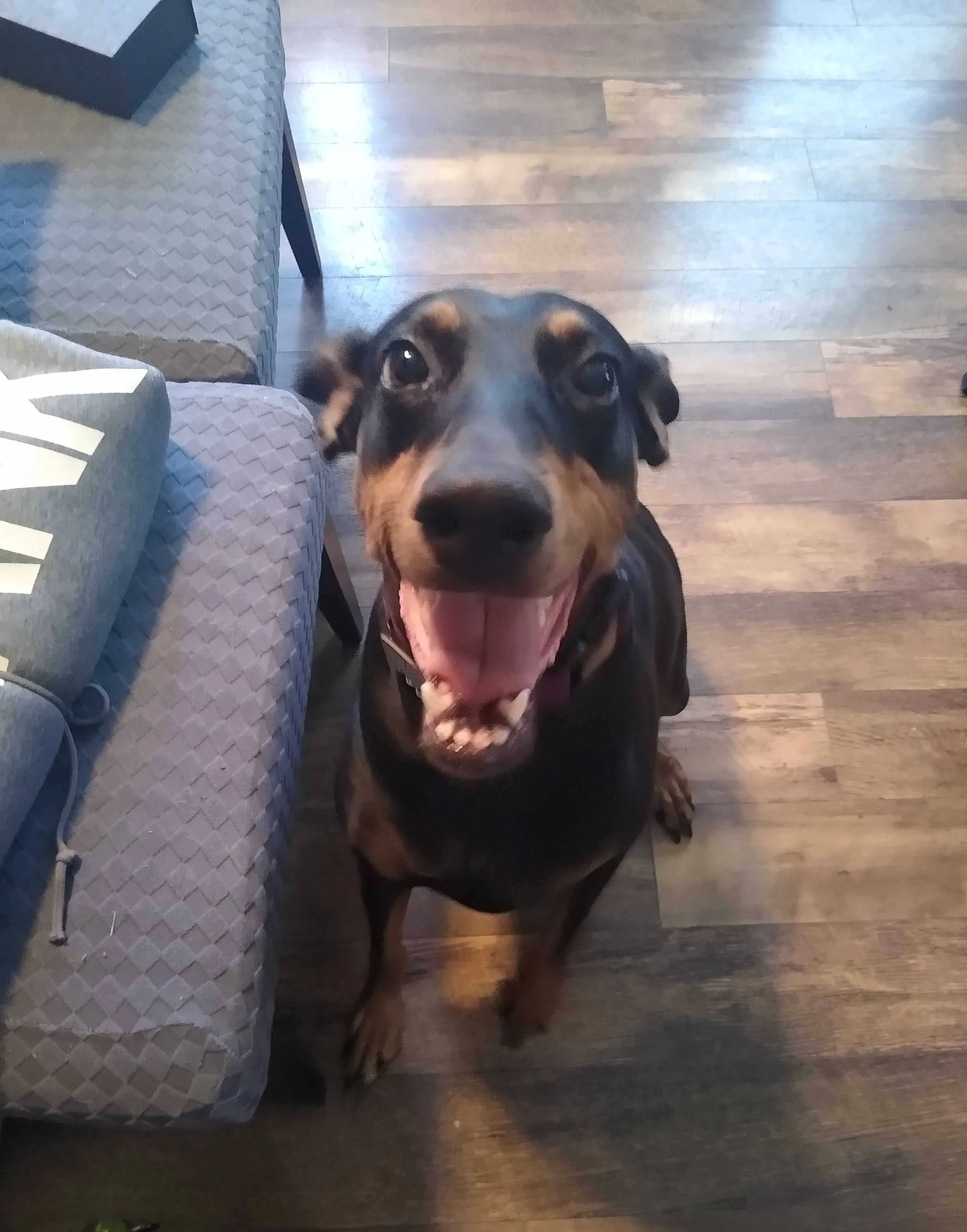 A pet in Rose's care