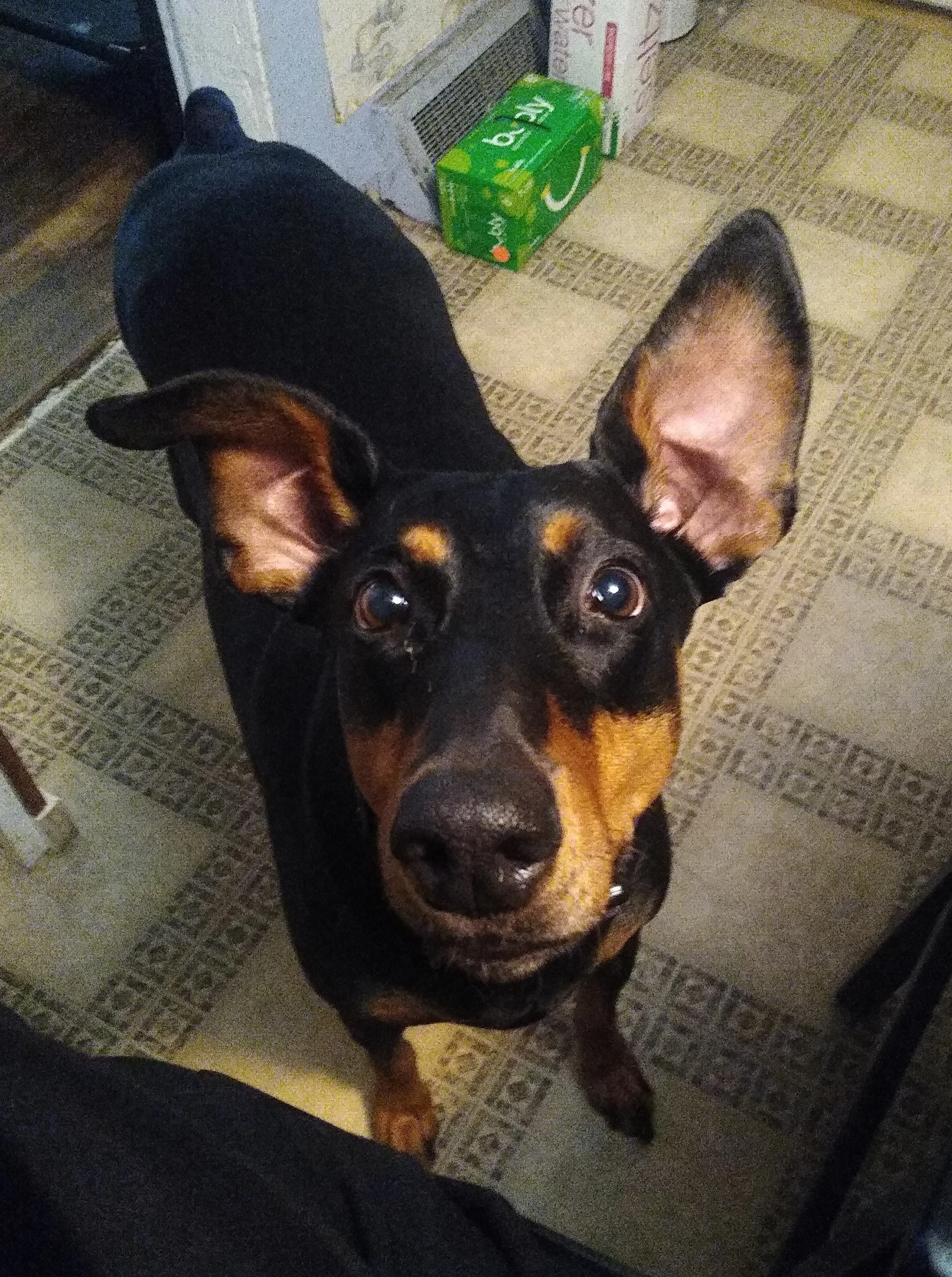 A pet in Rose's care