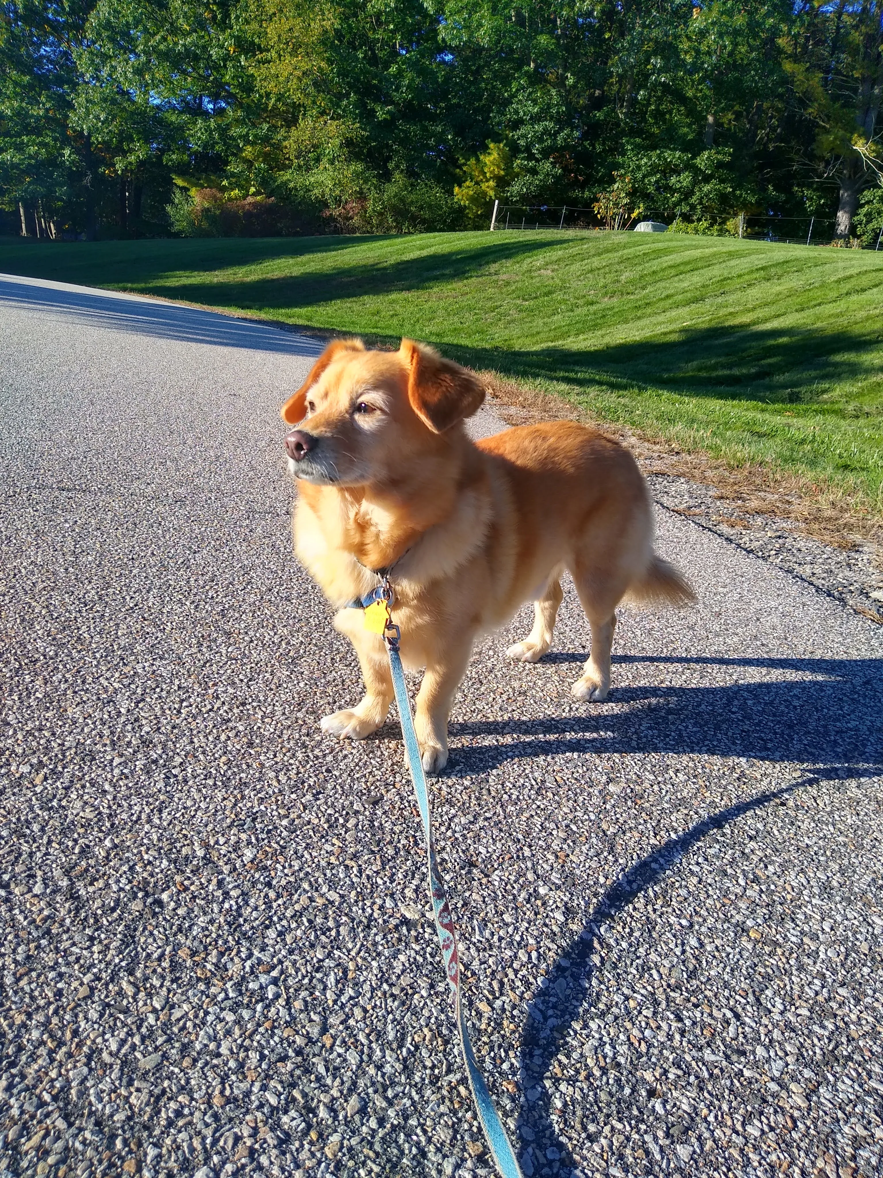 A pet in Rose's care