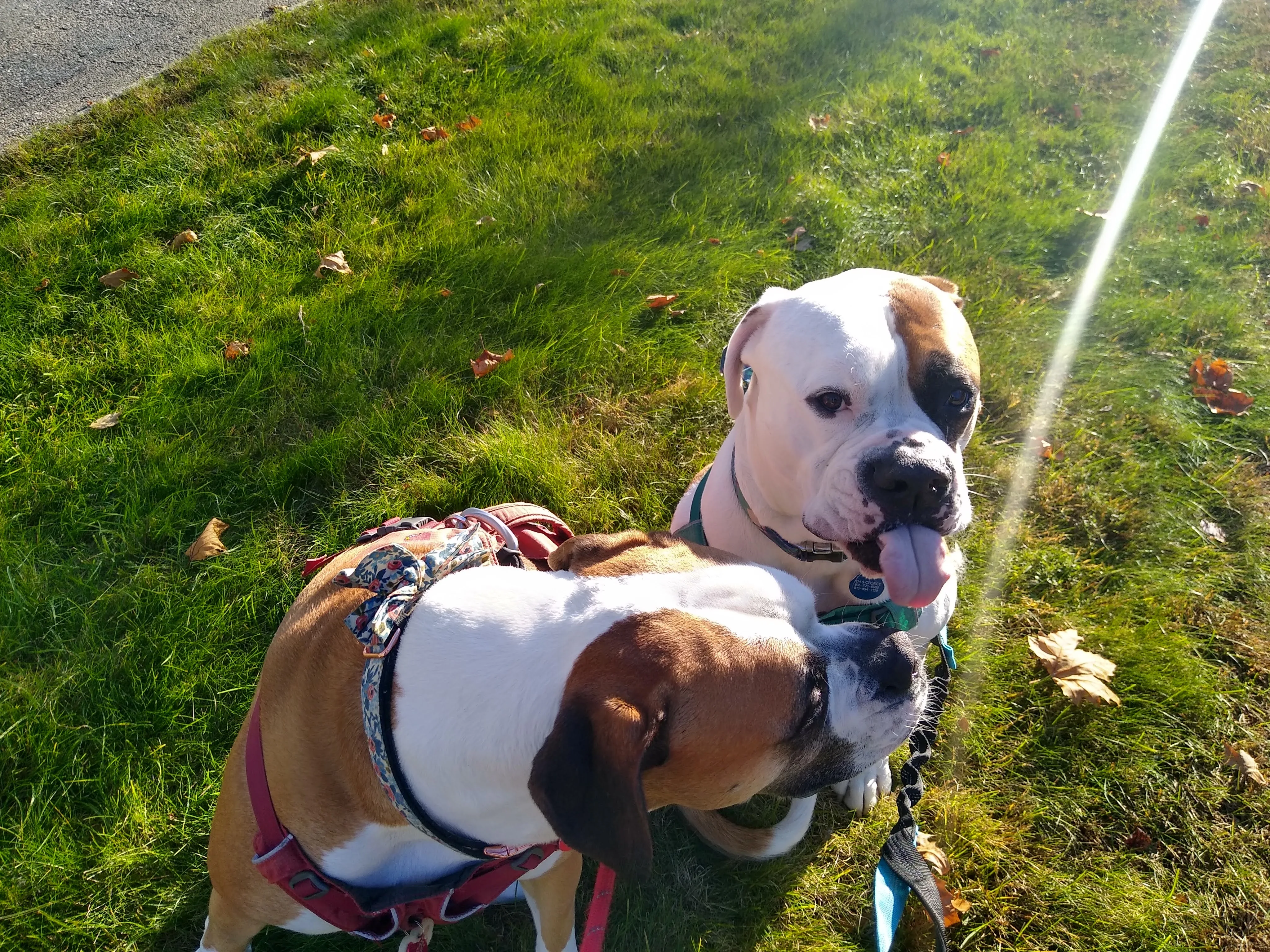 A pet in Rose's care