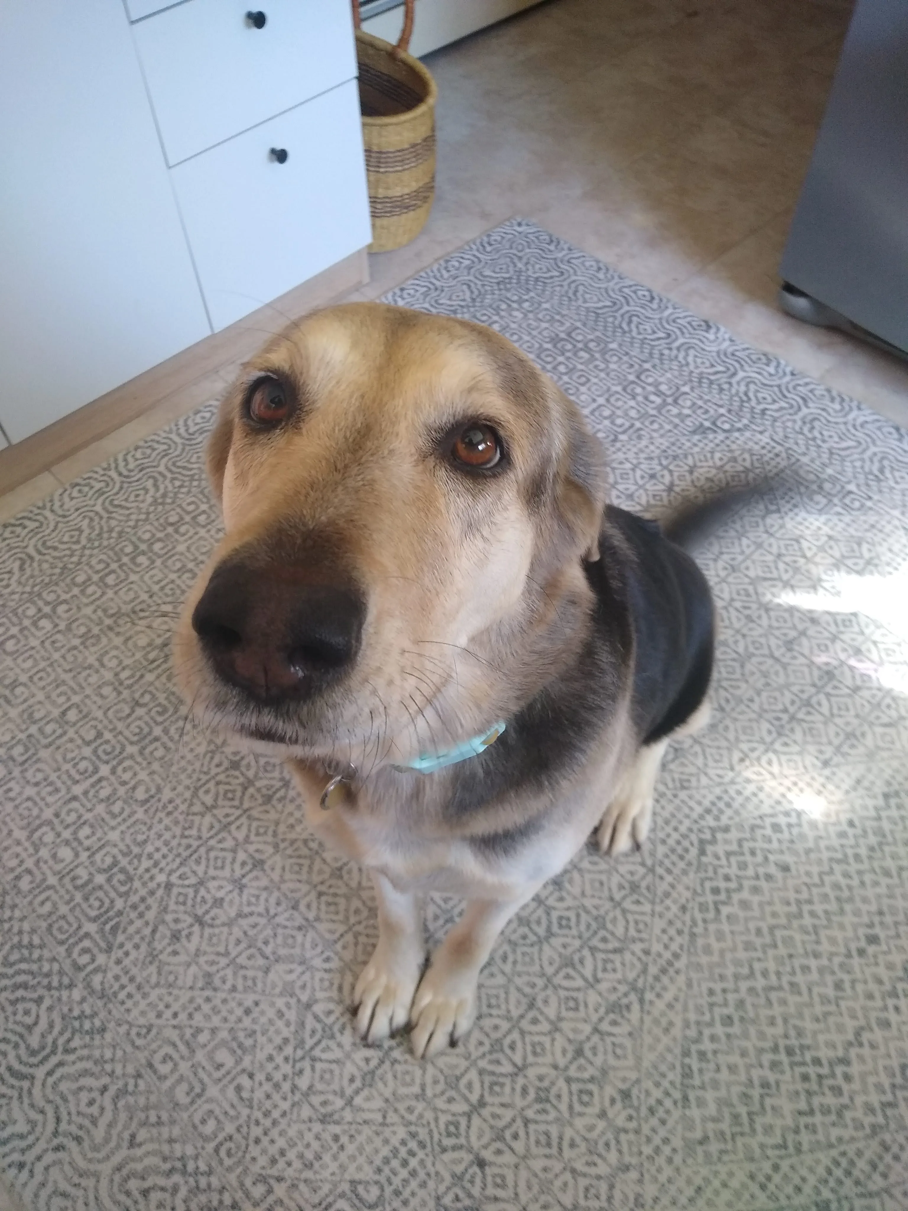 A pet in Rose's care