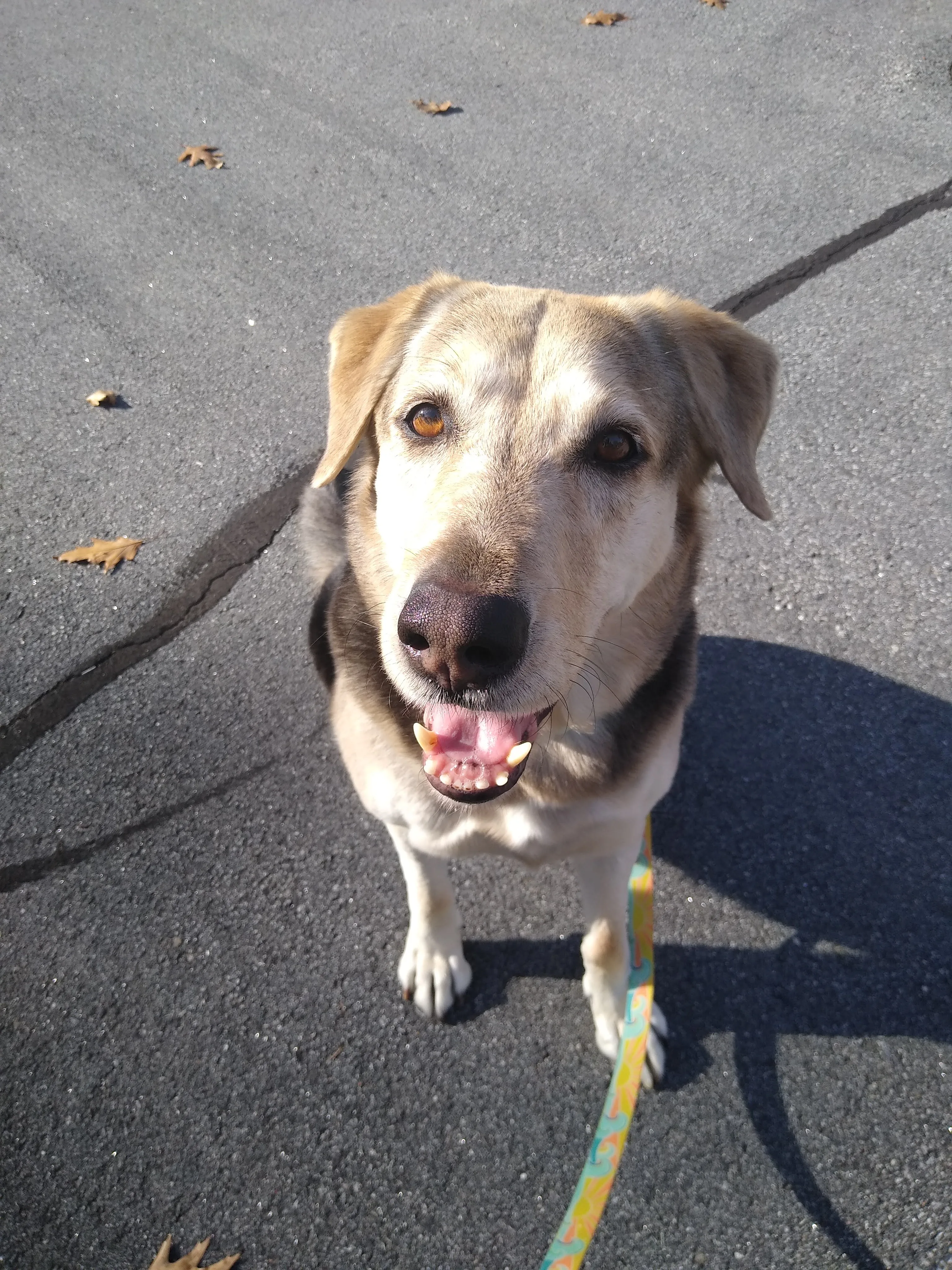 A pet in Rose's care