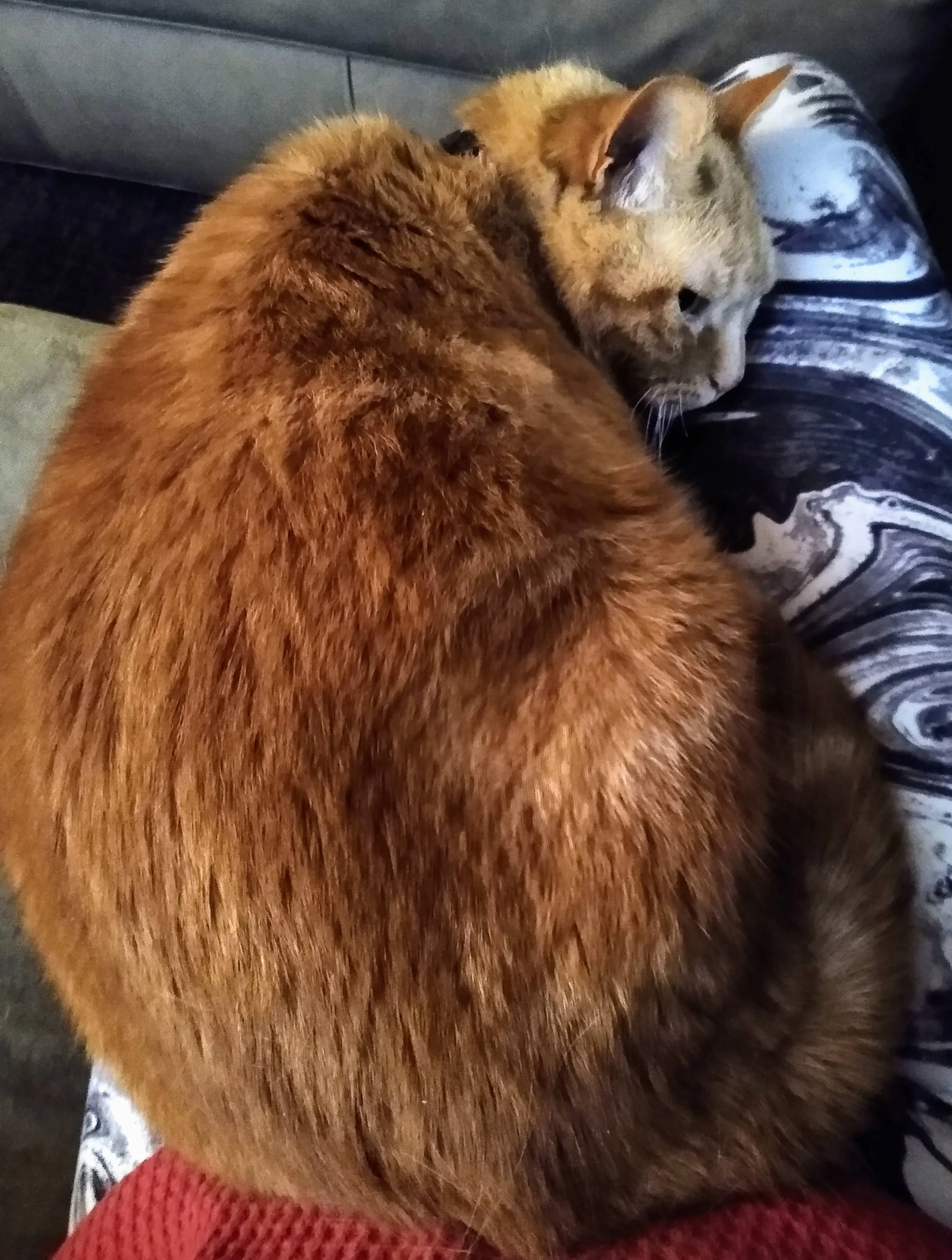 A pet in Rose's care