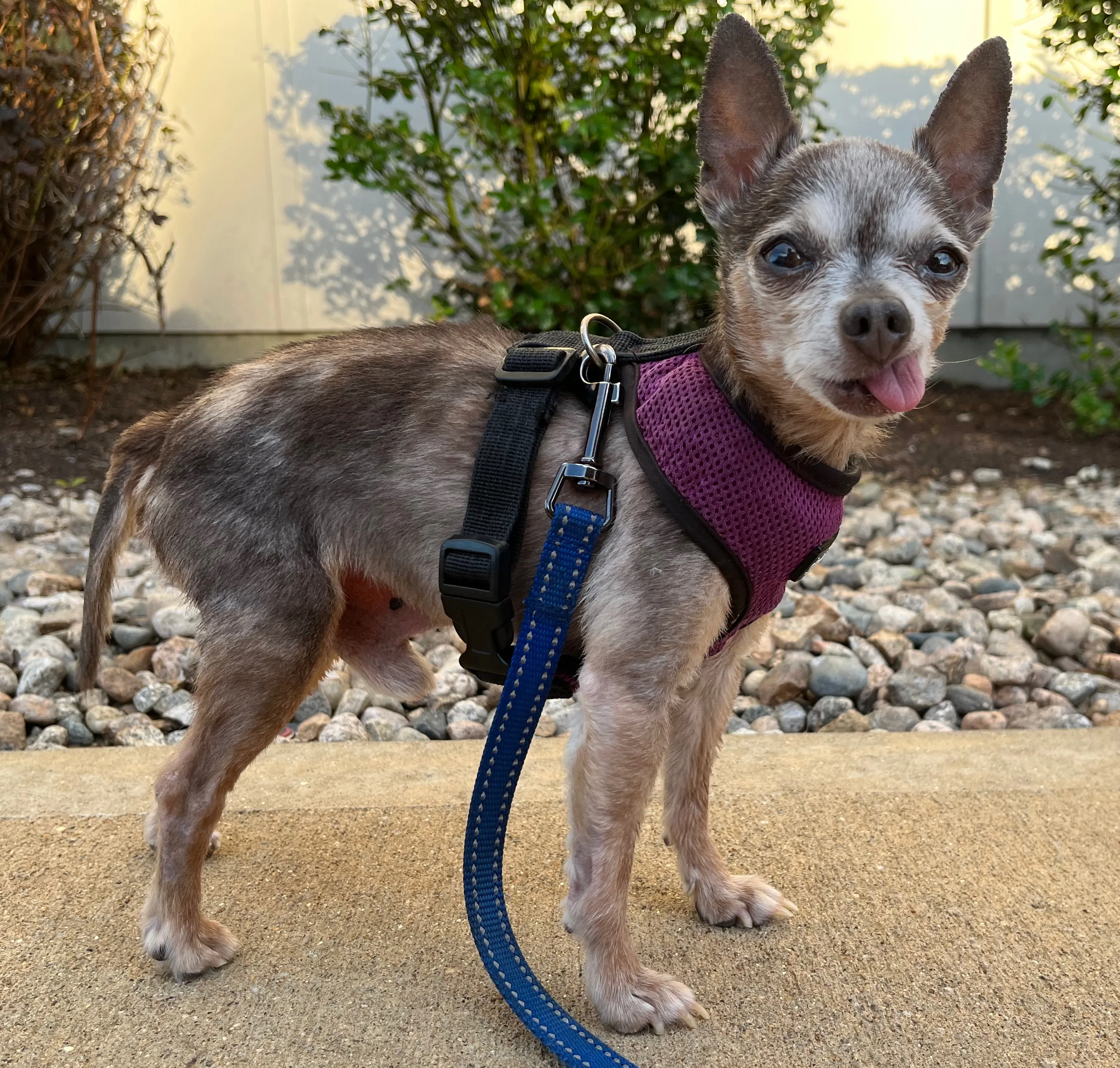 A pet in Rose's care