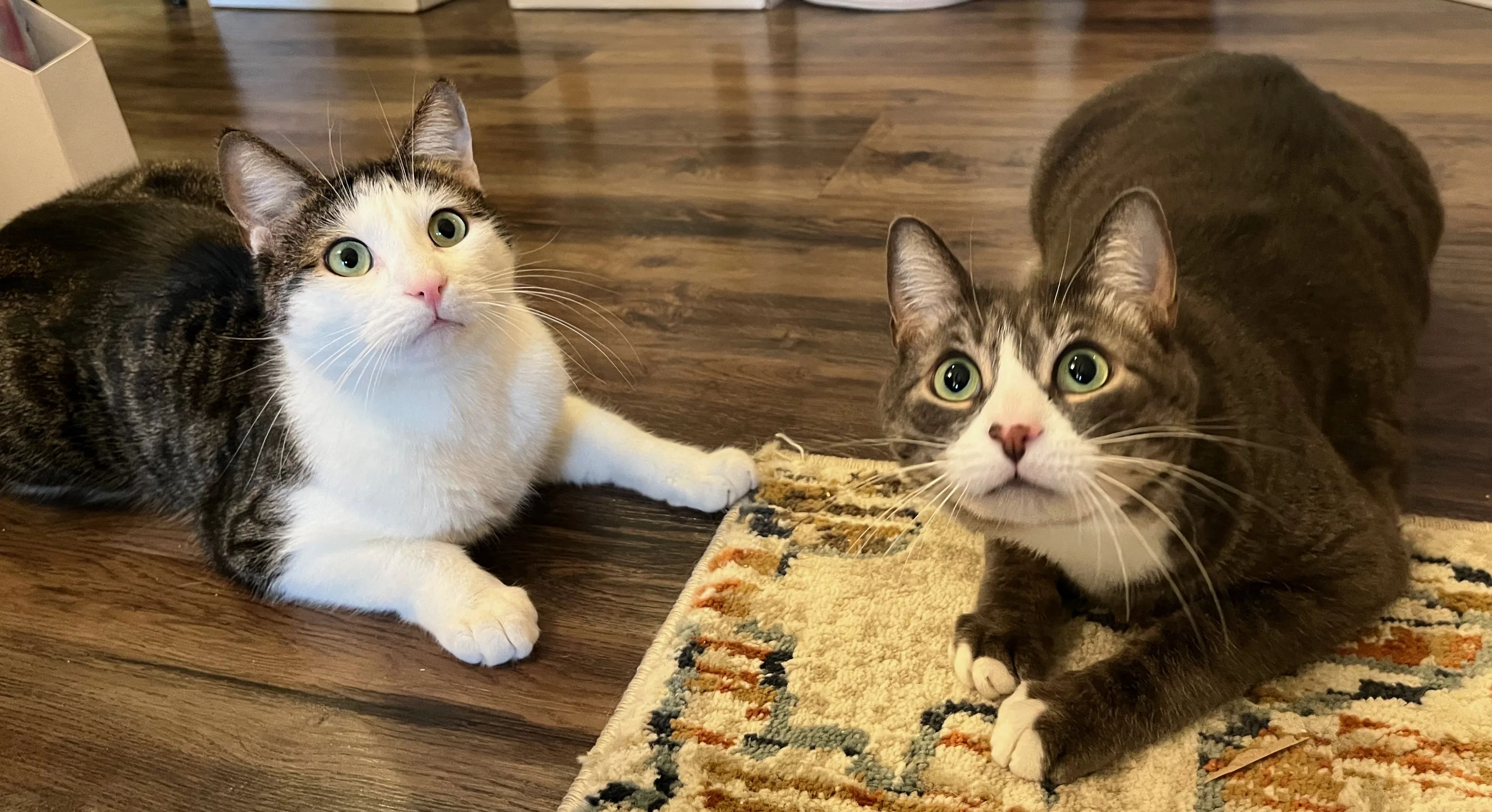 A pet in Rose's care