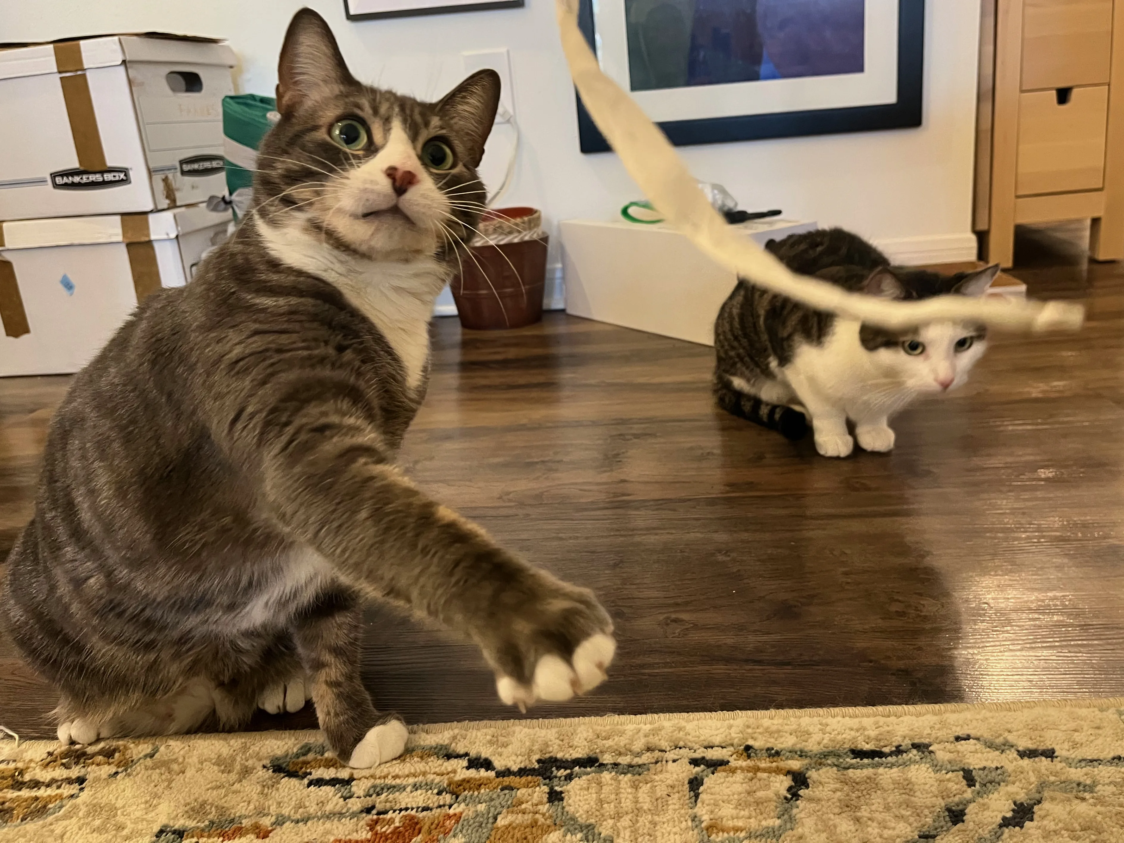 A pet in Rose's care