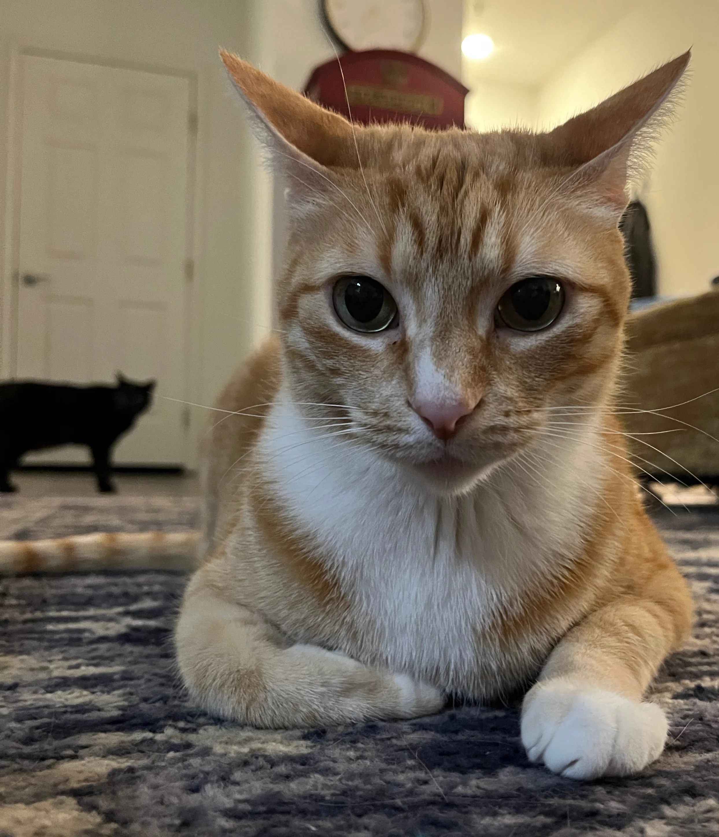 A pet in Rose's care