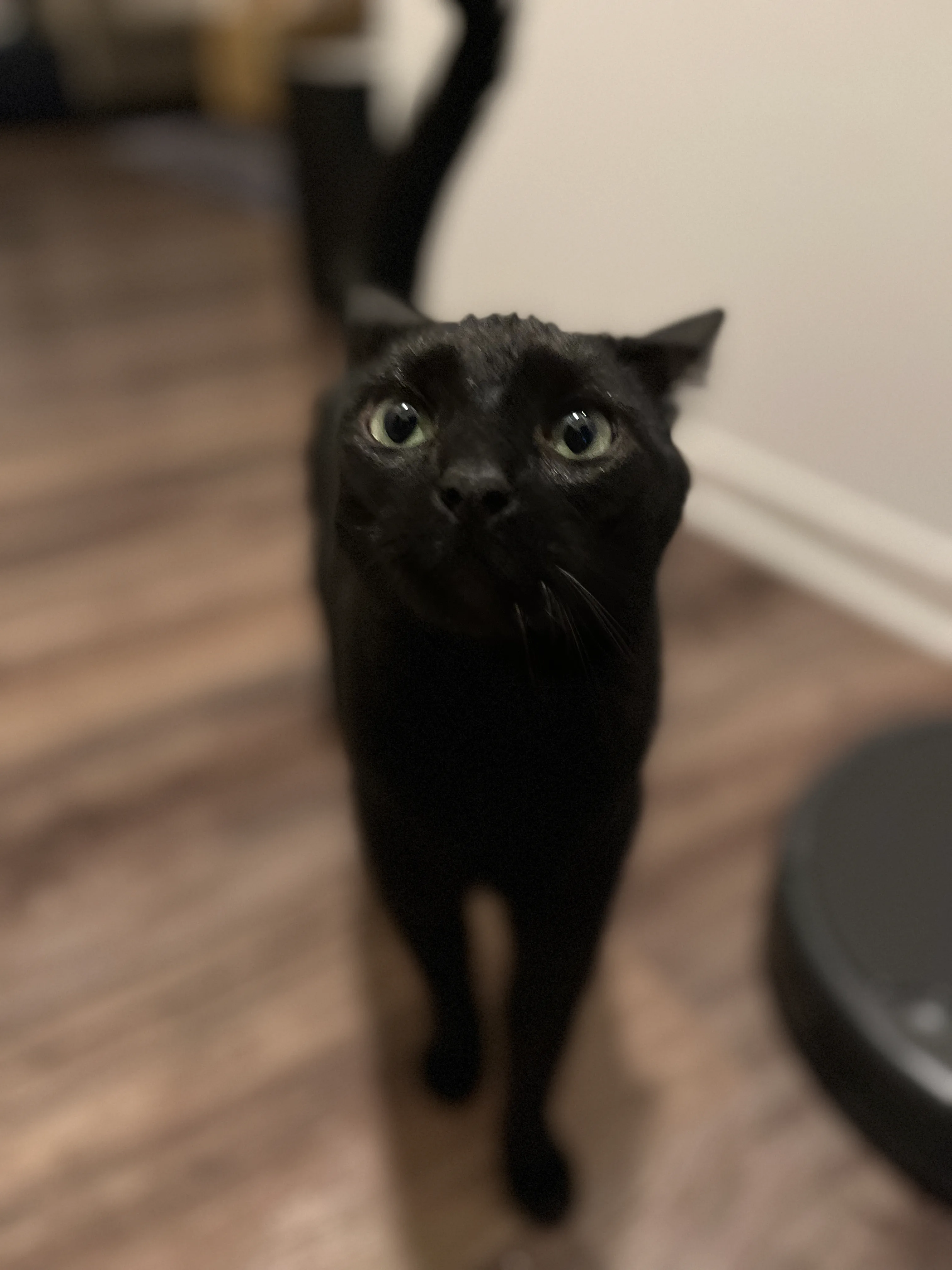 A pet in Rose's care