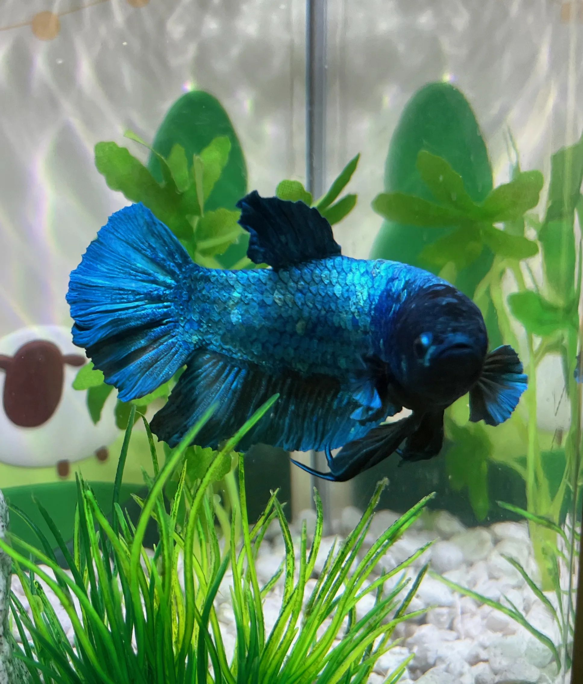 A pet in Rose's care