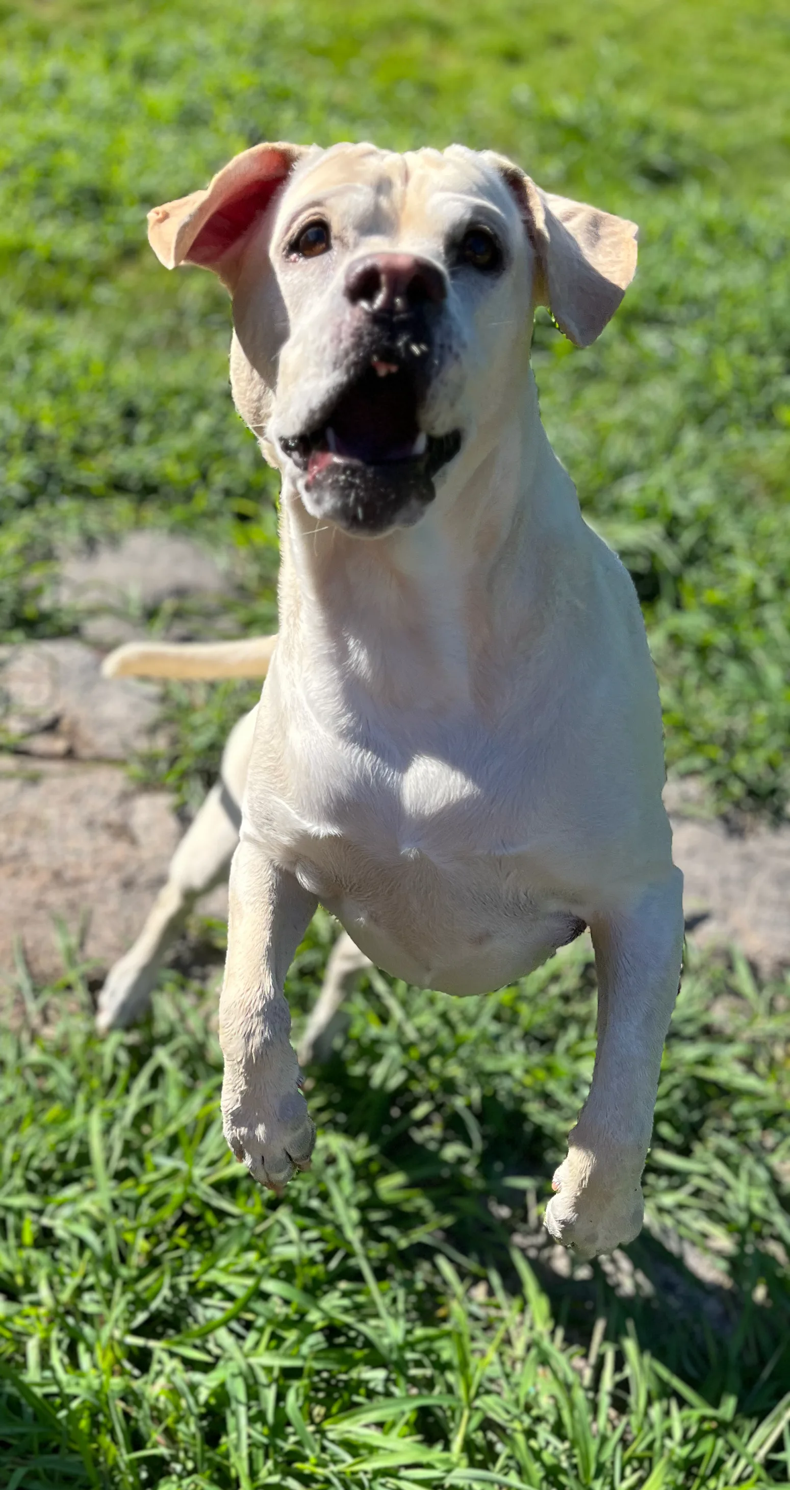 A pet in Rose's care