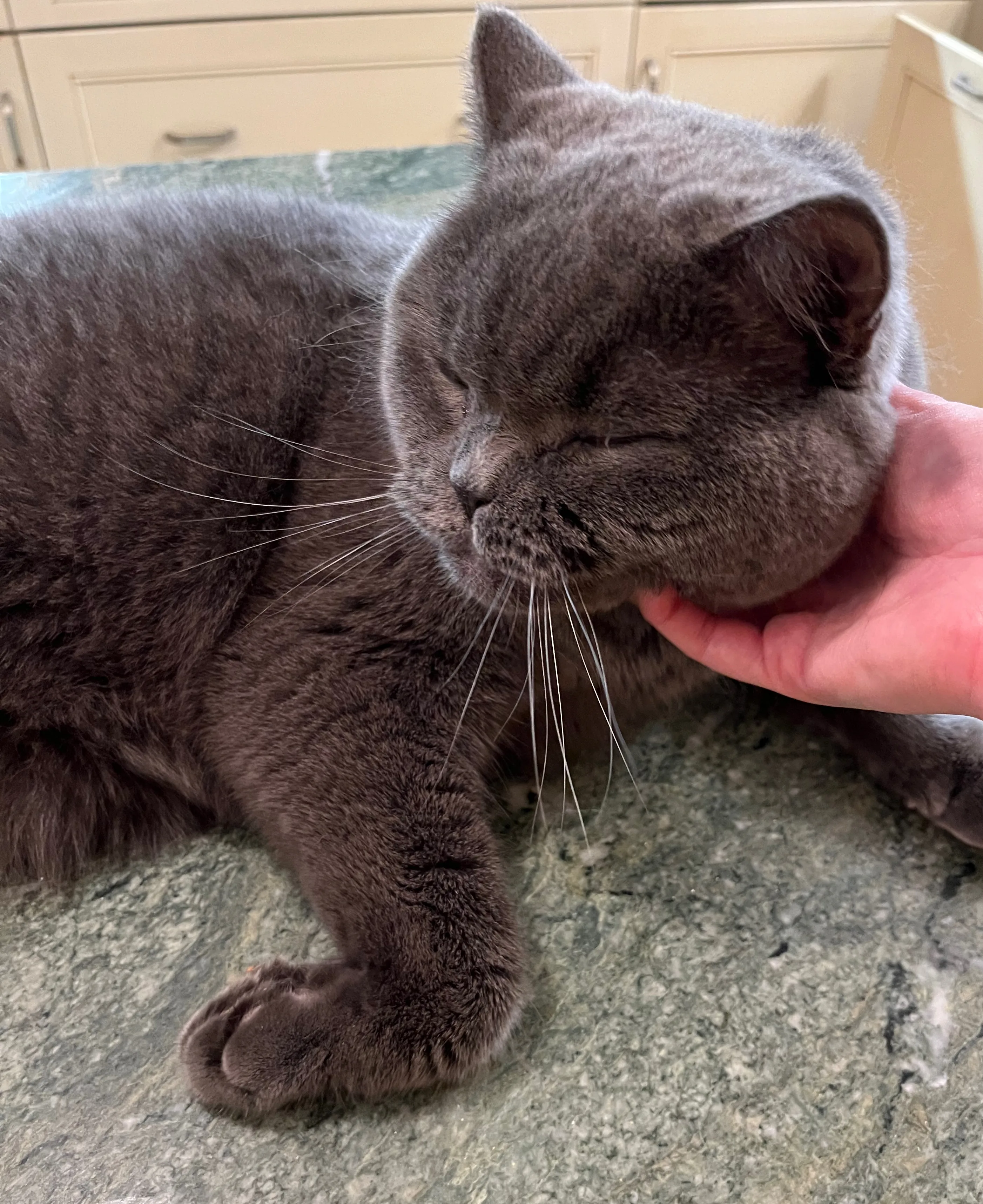 A pet in Rose's care