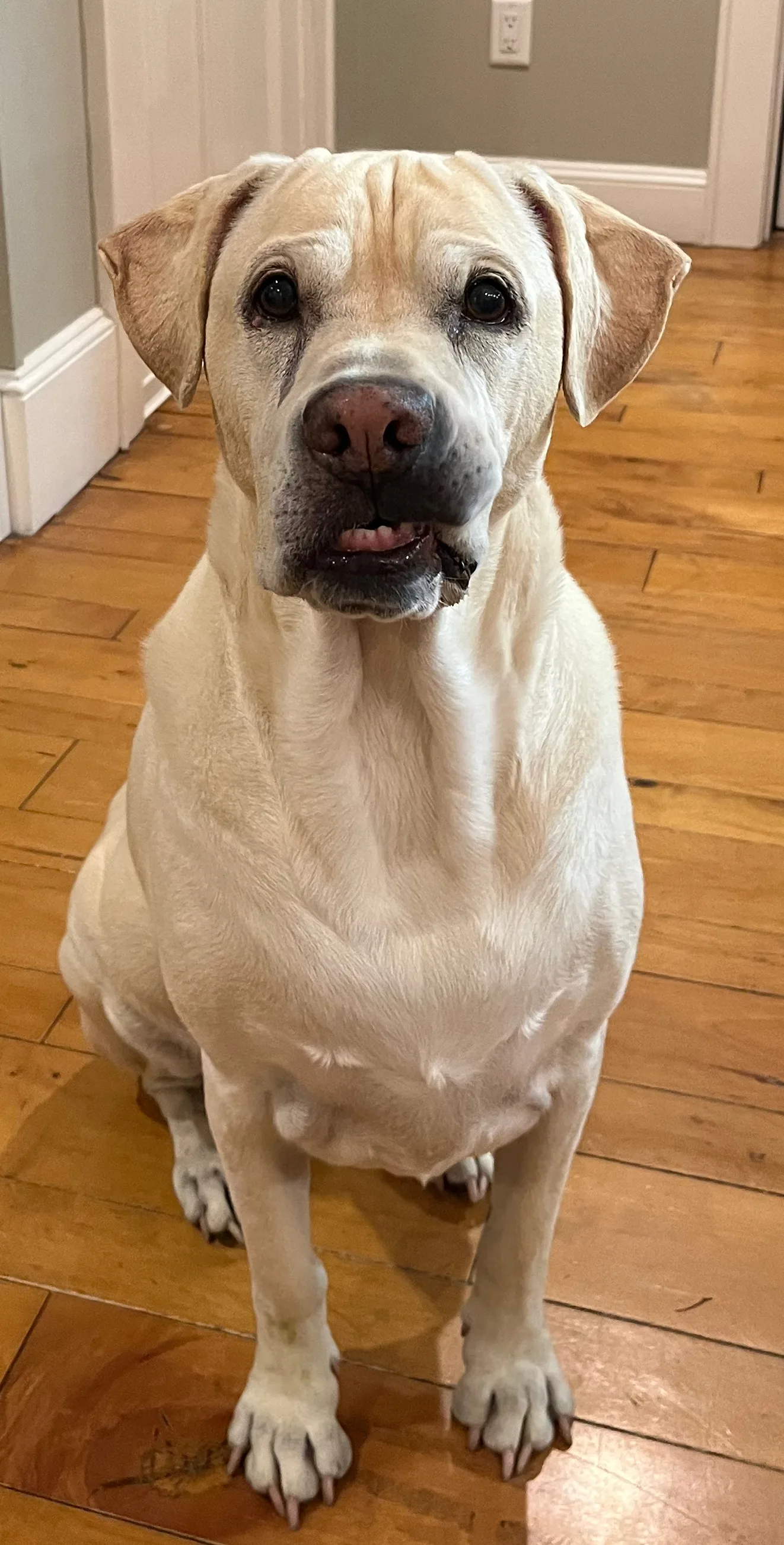 A pet in Rose's care