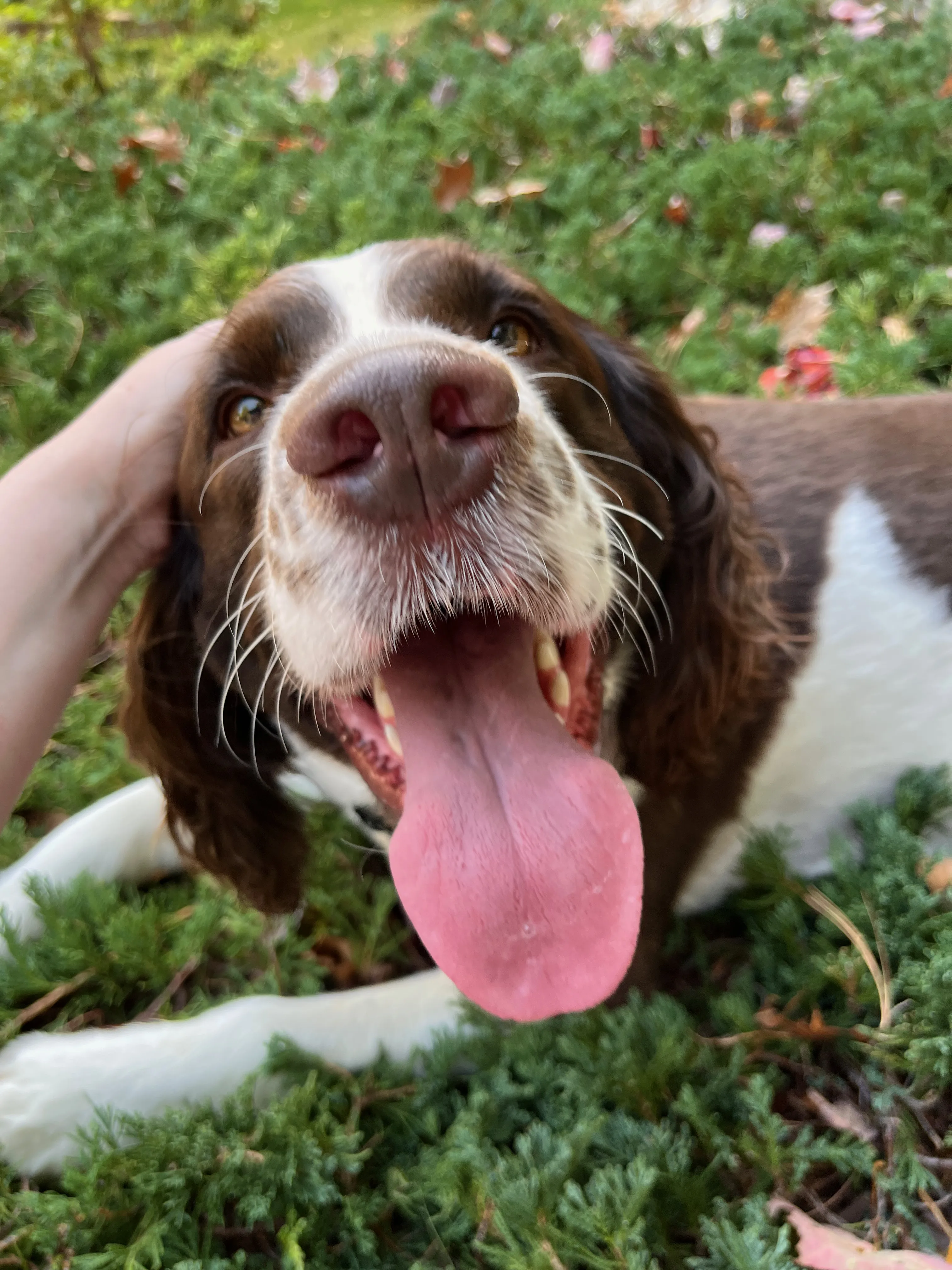 A pet in Rose's care