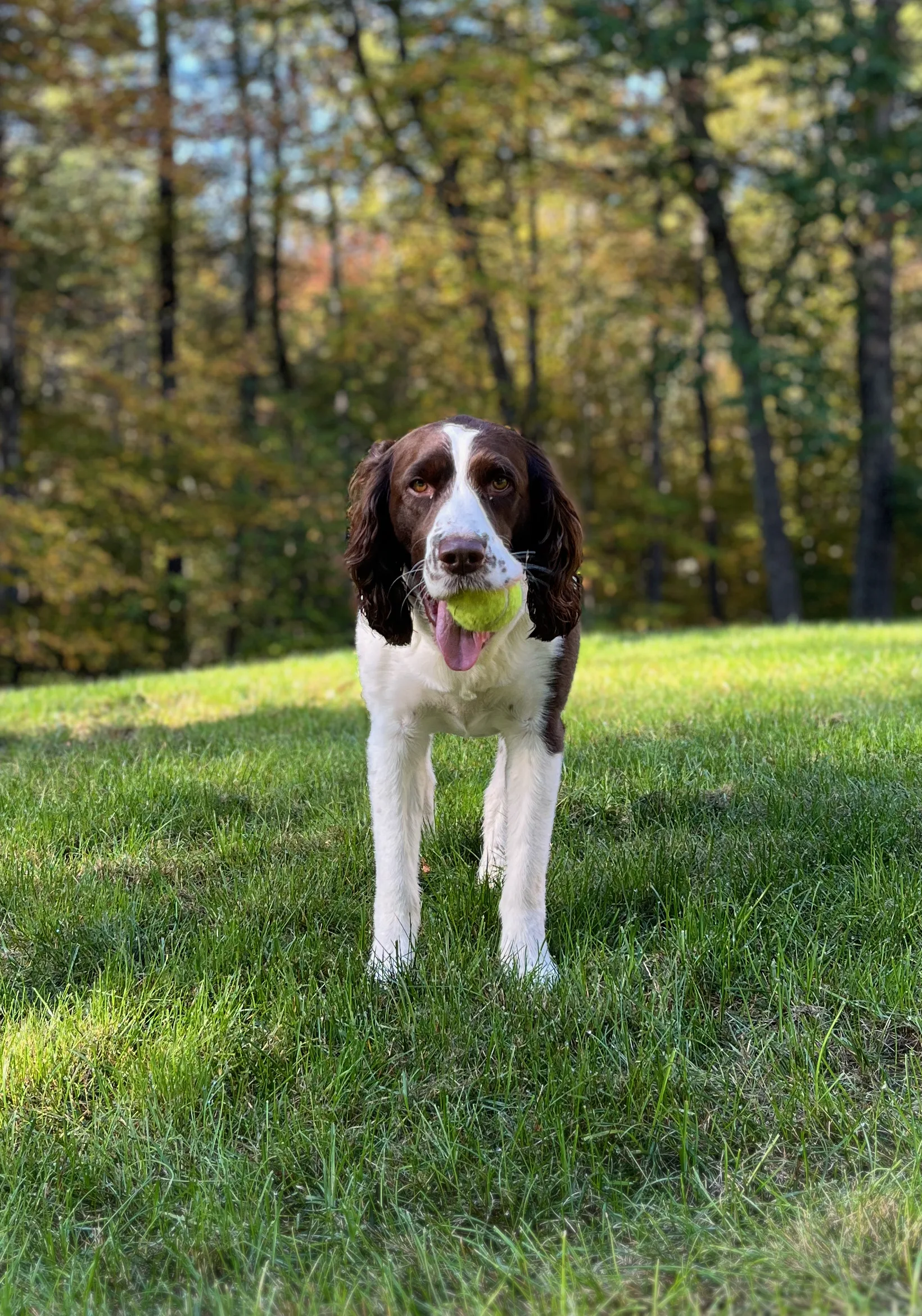 A pet in Rose's care