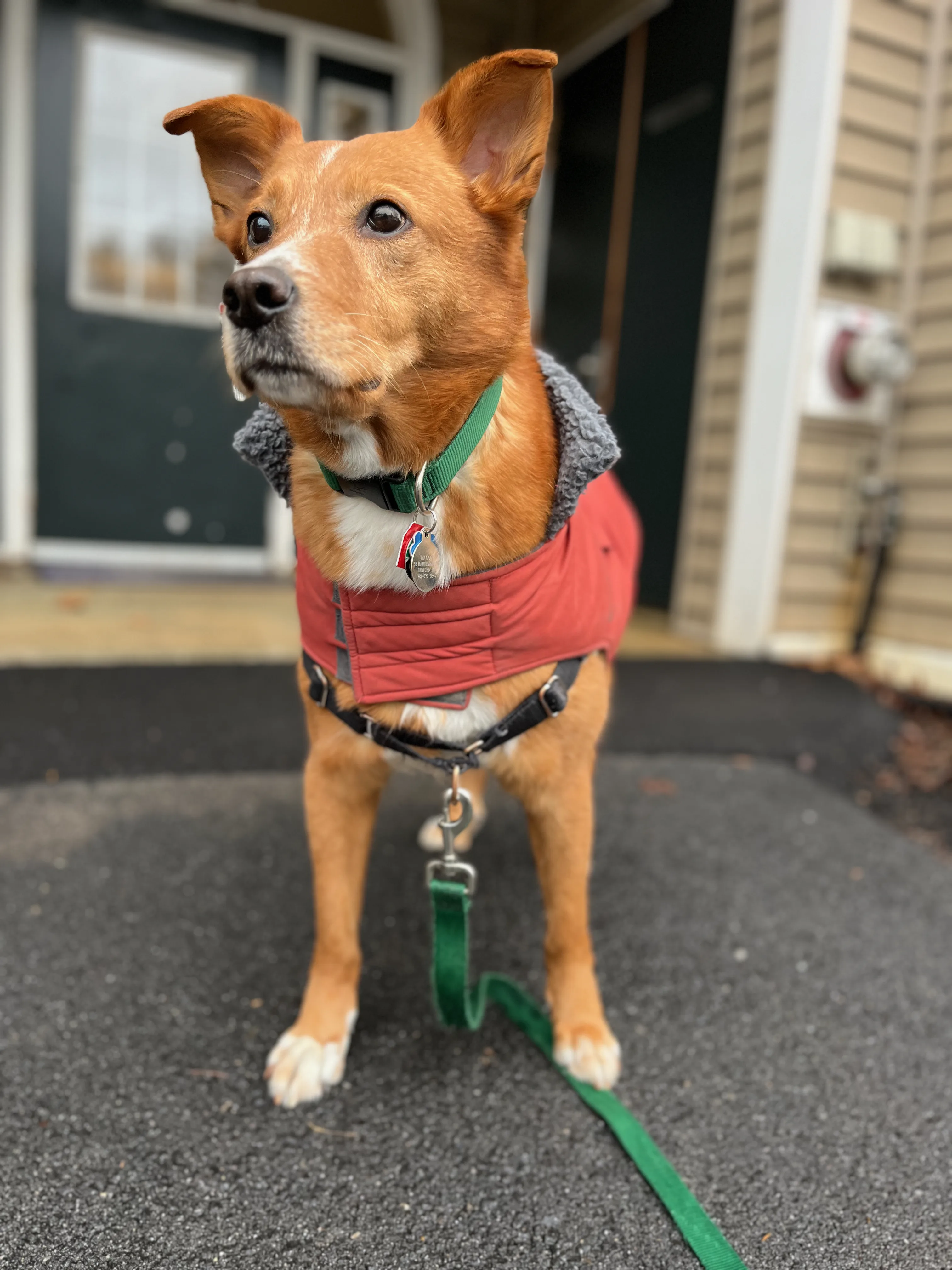 A pet in Rose's care