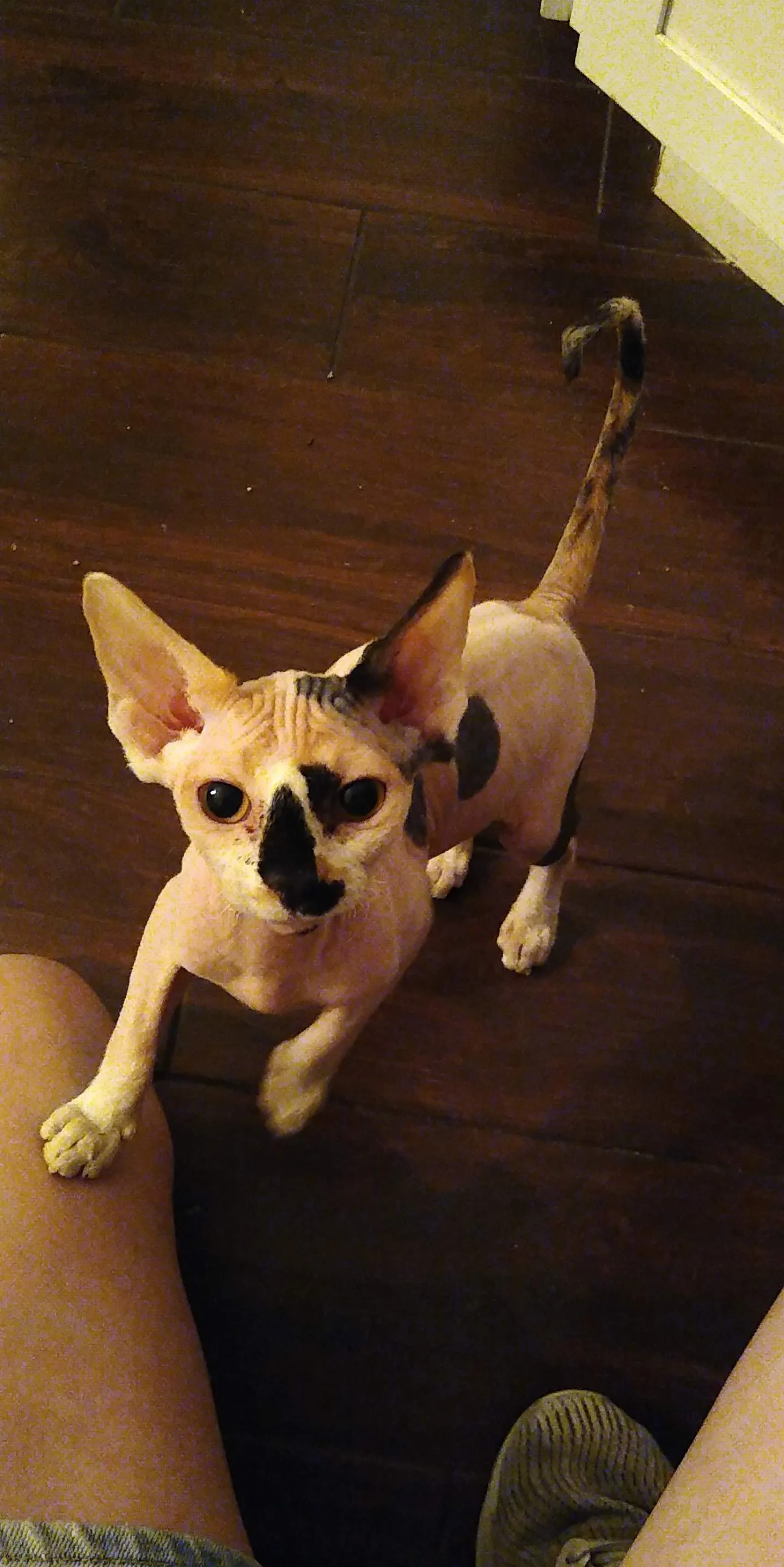 A pet in Rose's care