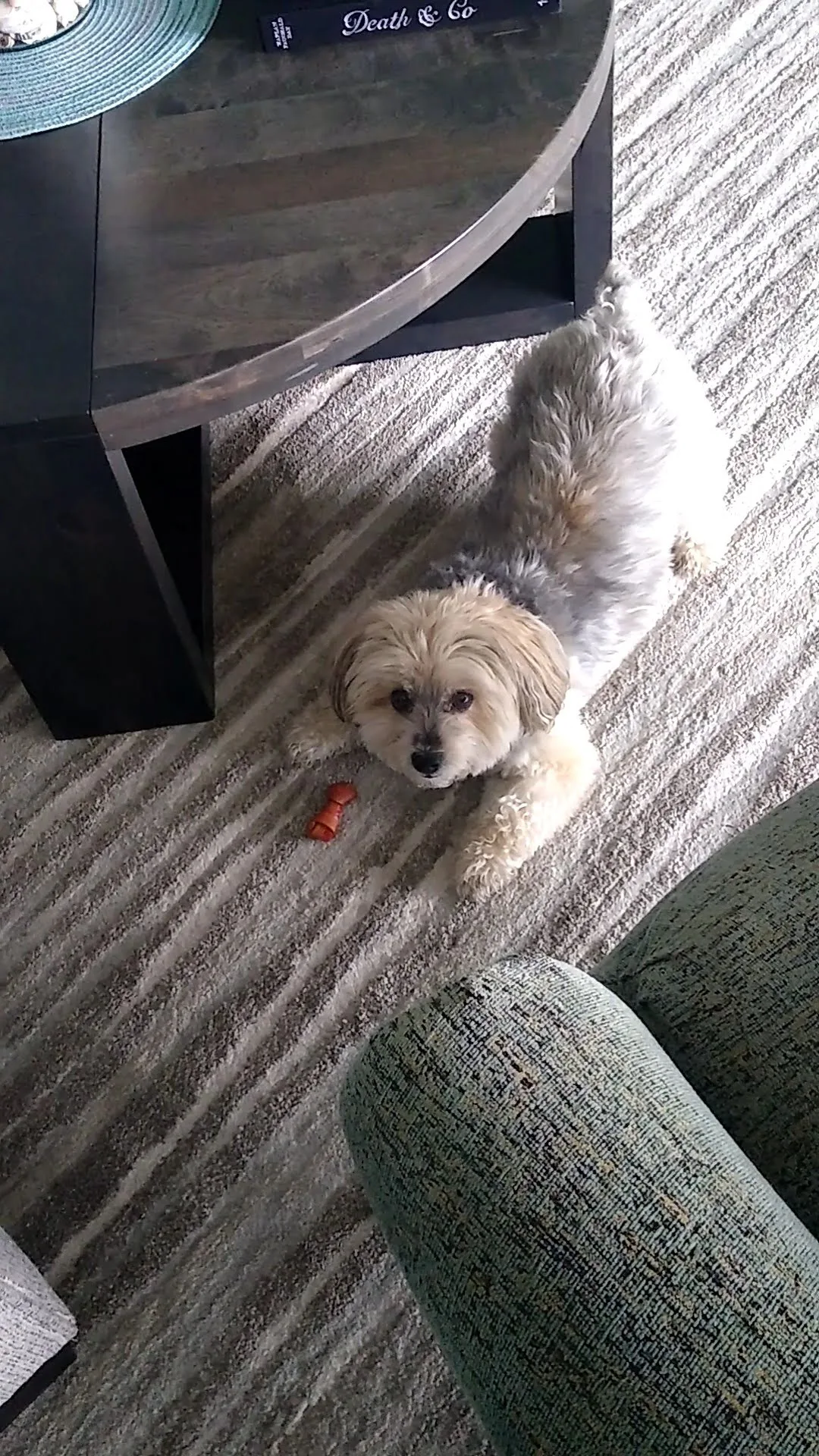 A pet in Rose's care