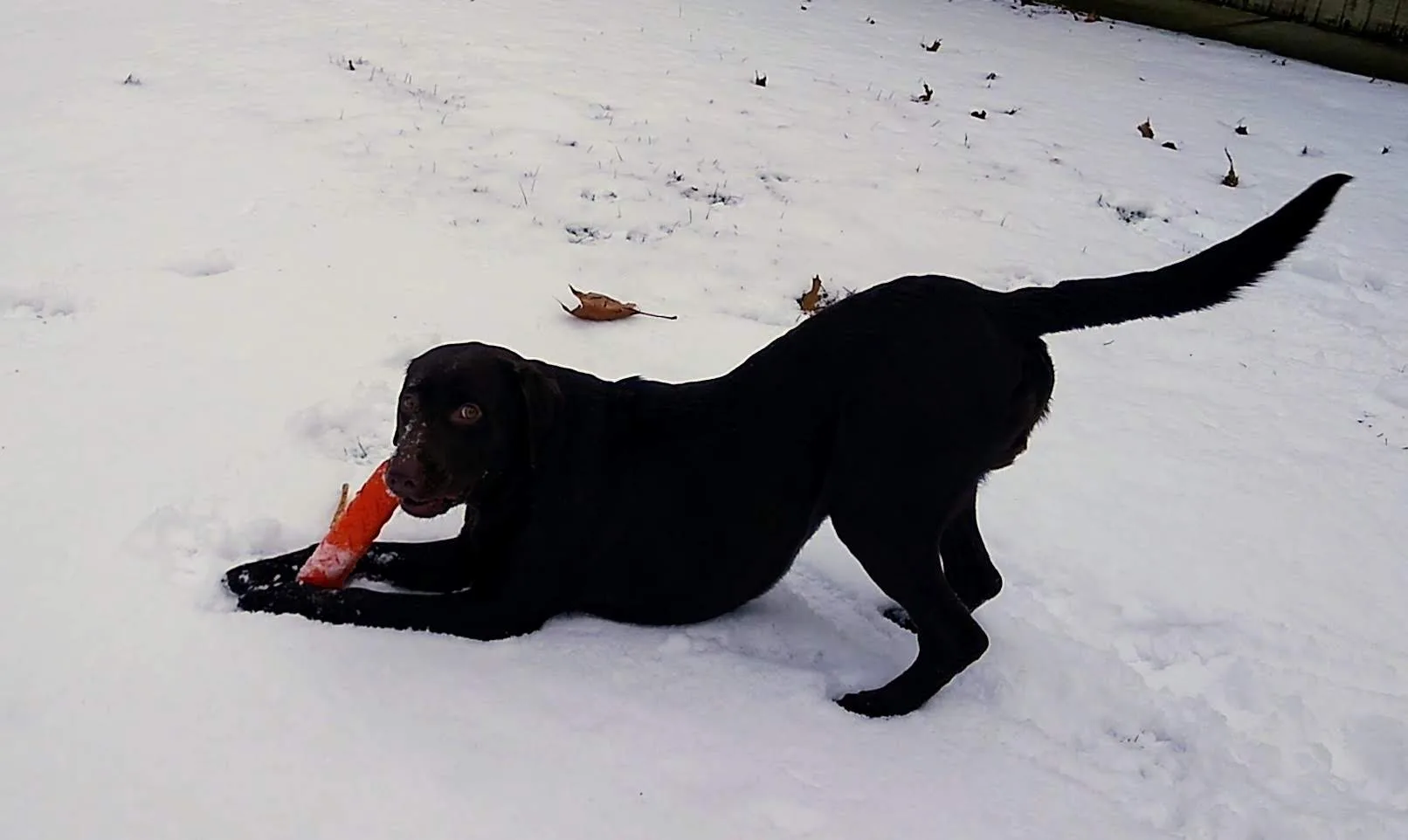 A pet in Rose's care