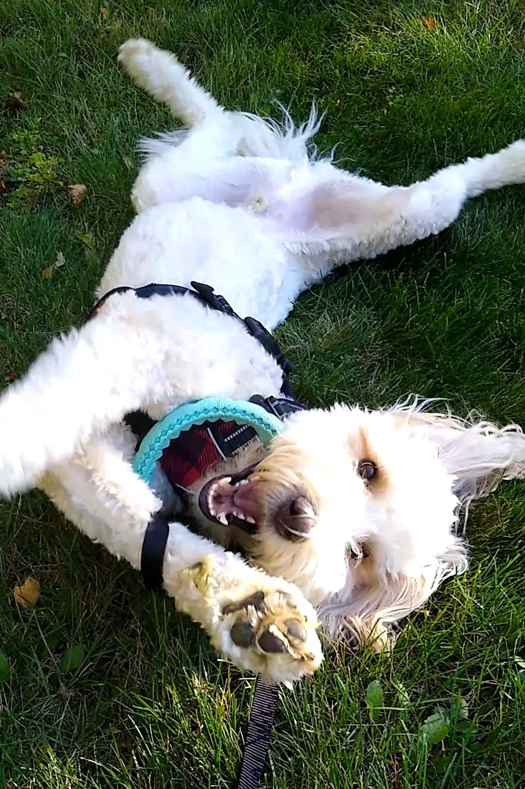 A pet in Rose's care