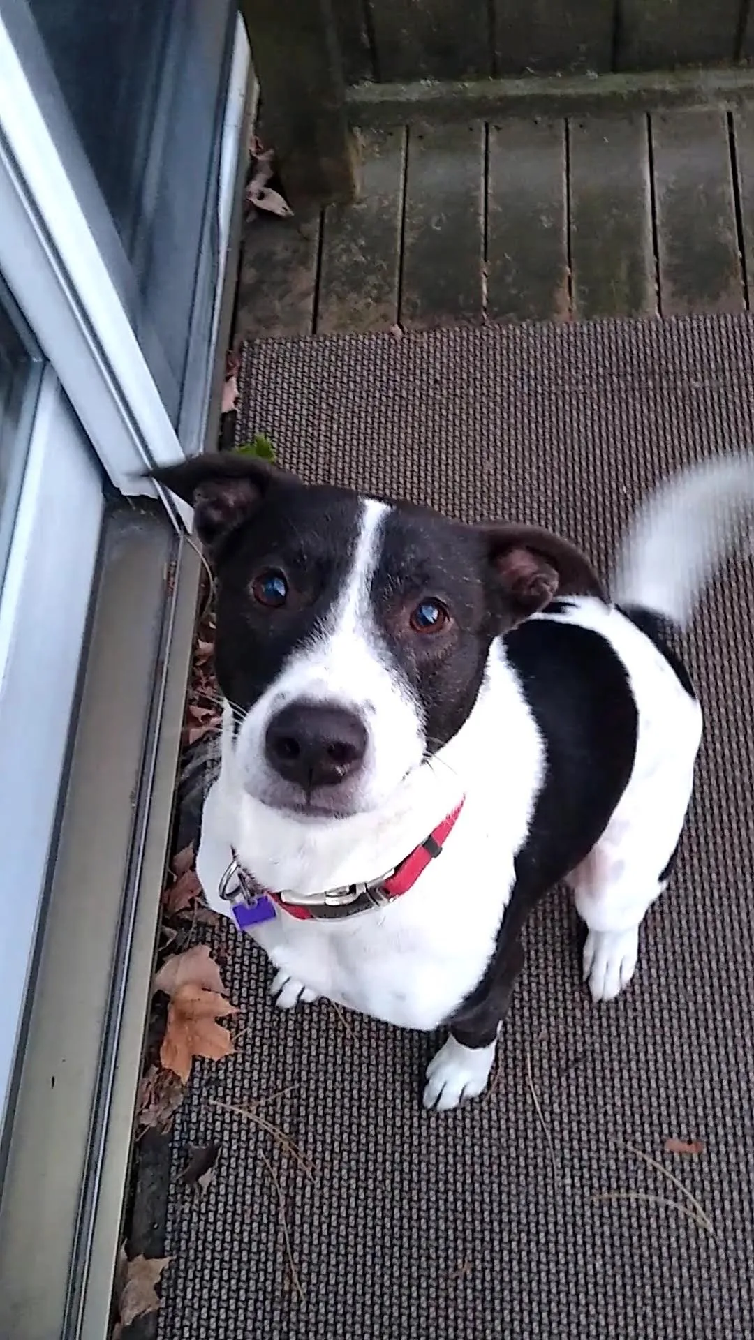 A pet in Rose's care