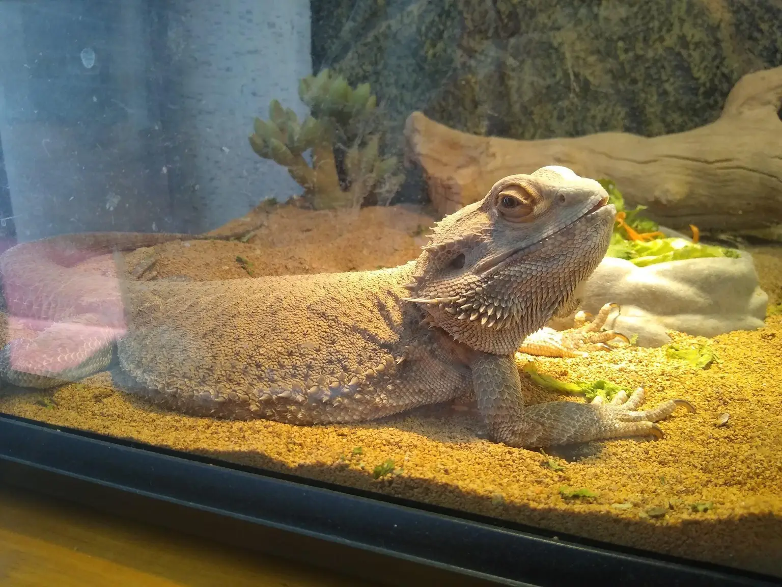 A pet in Rose's care