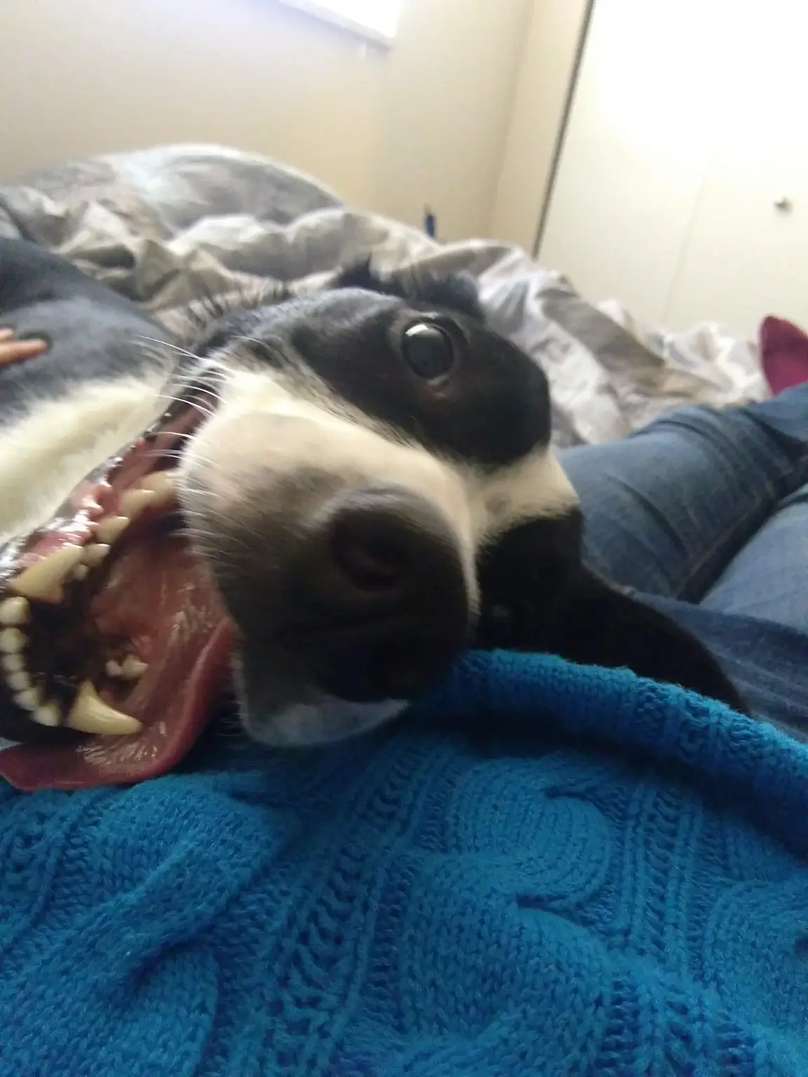 A pet in Rose's care