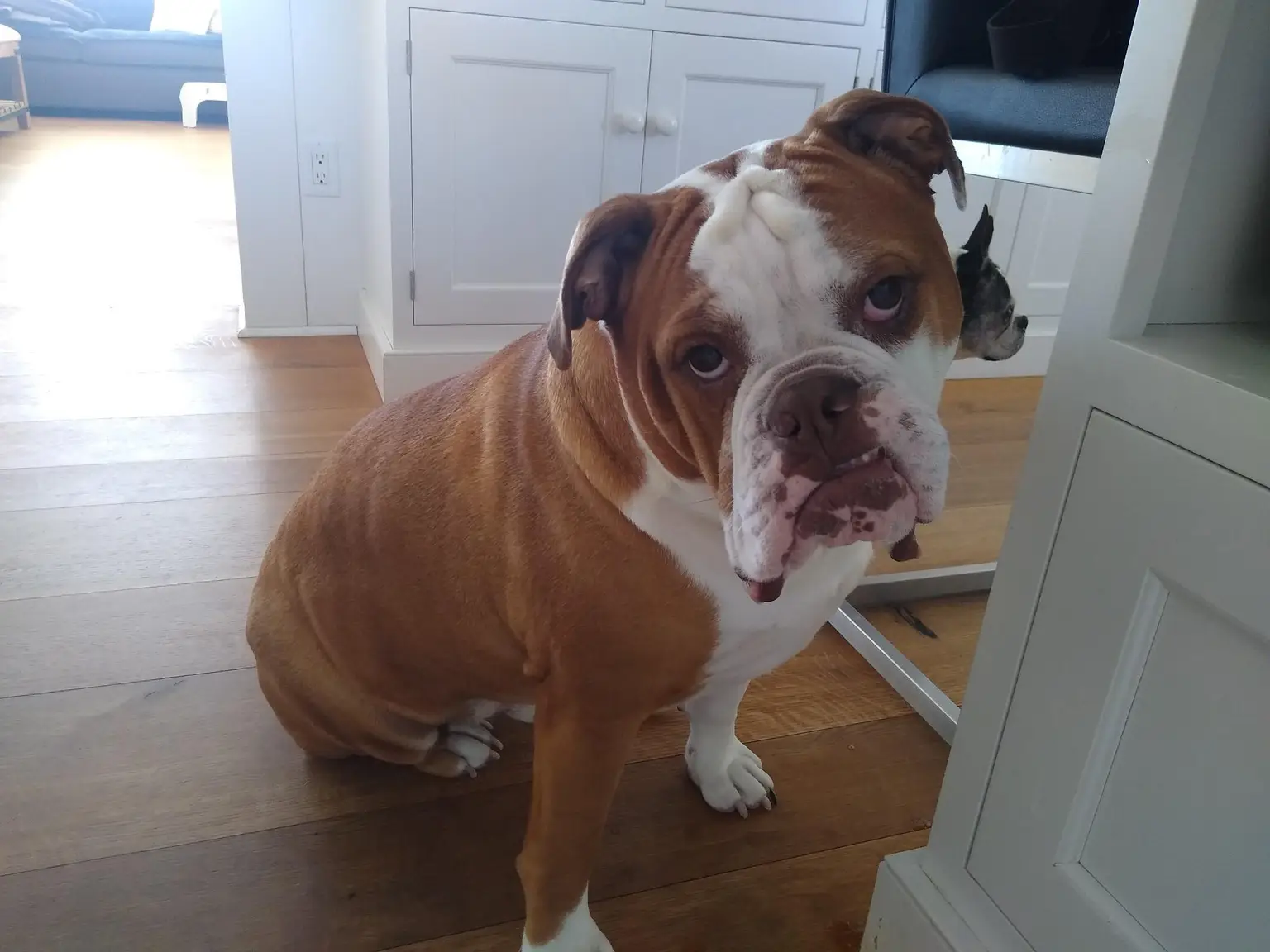 A pet in Rose's care