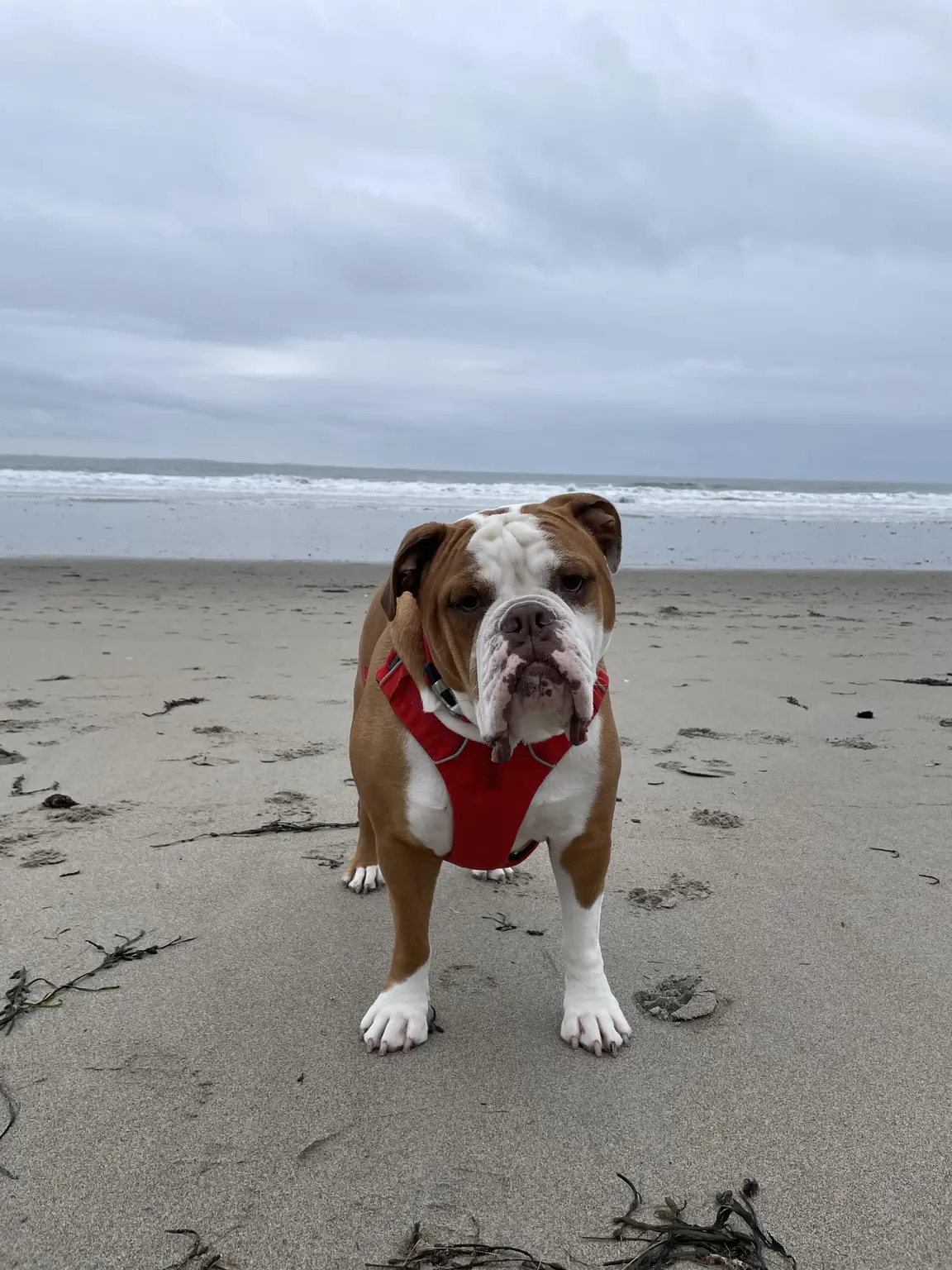 A pet in Rose's care