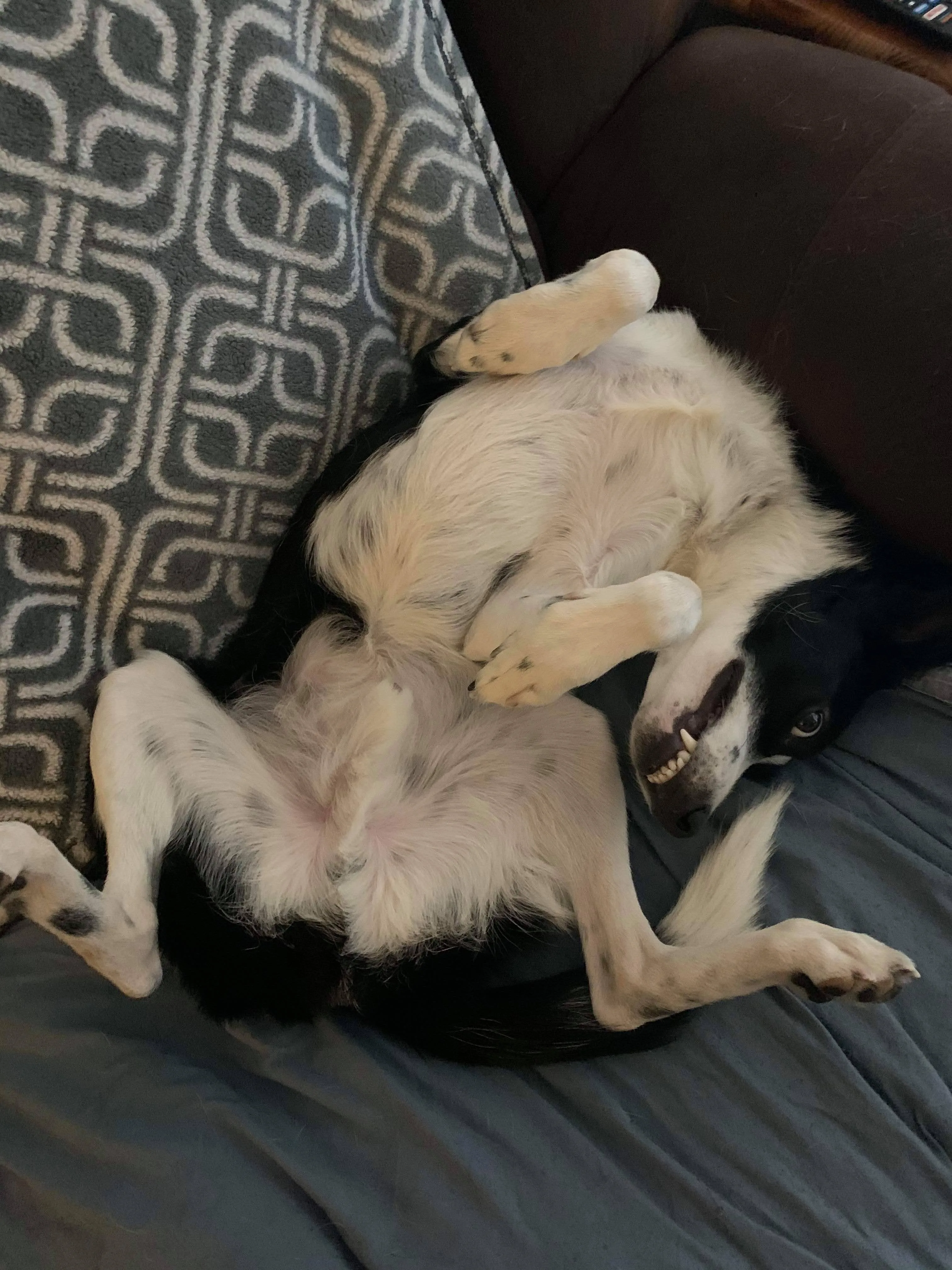 A pet in Rose's care